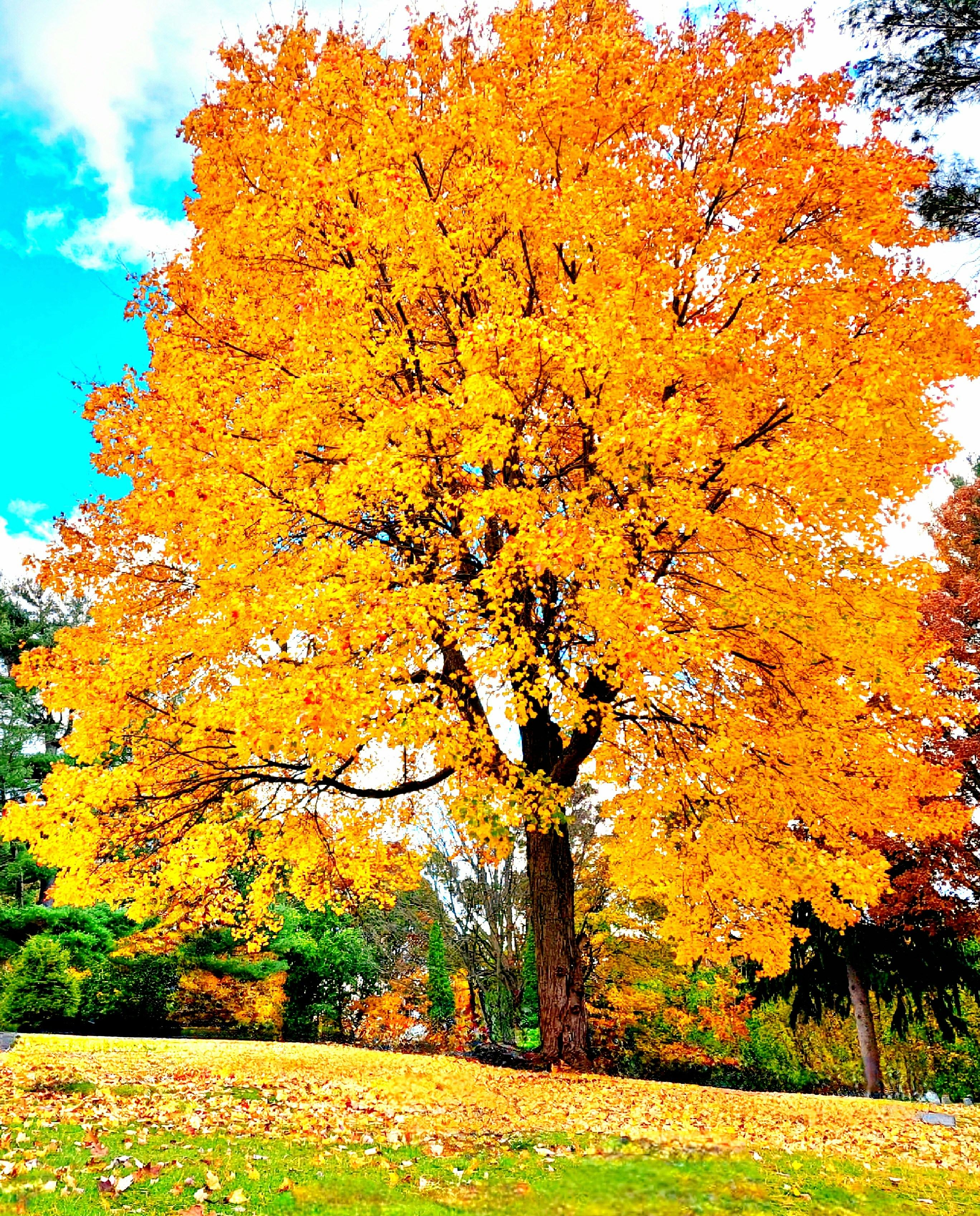 Un gran árbol con hojas amarillas en un parque foto – Imagen de Fondo  gratuita en Unsplash, image size:3000x3721