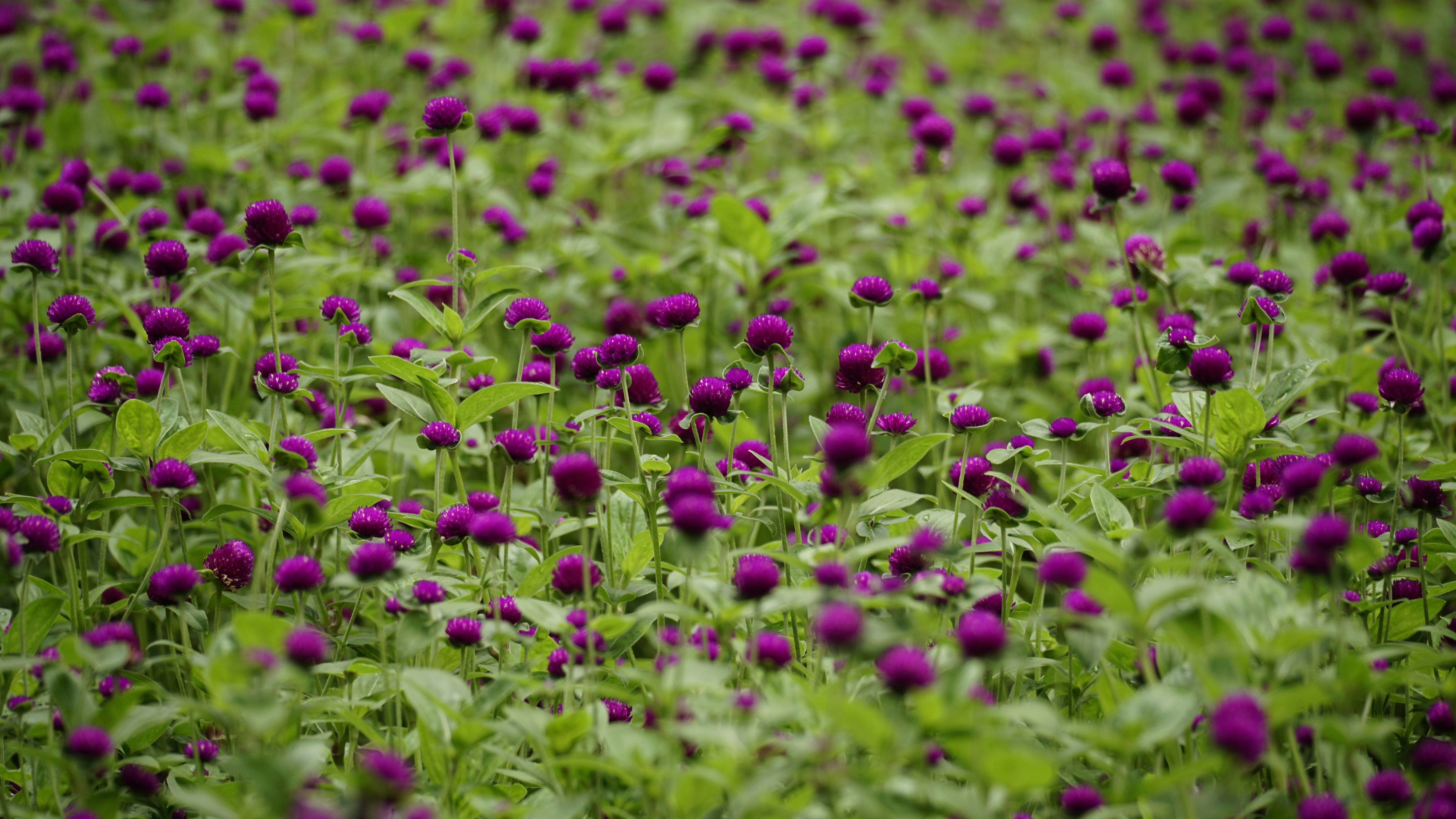 A field of purple flowers with green leaves photo – Free Image on Unsplash
