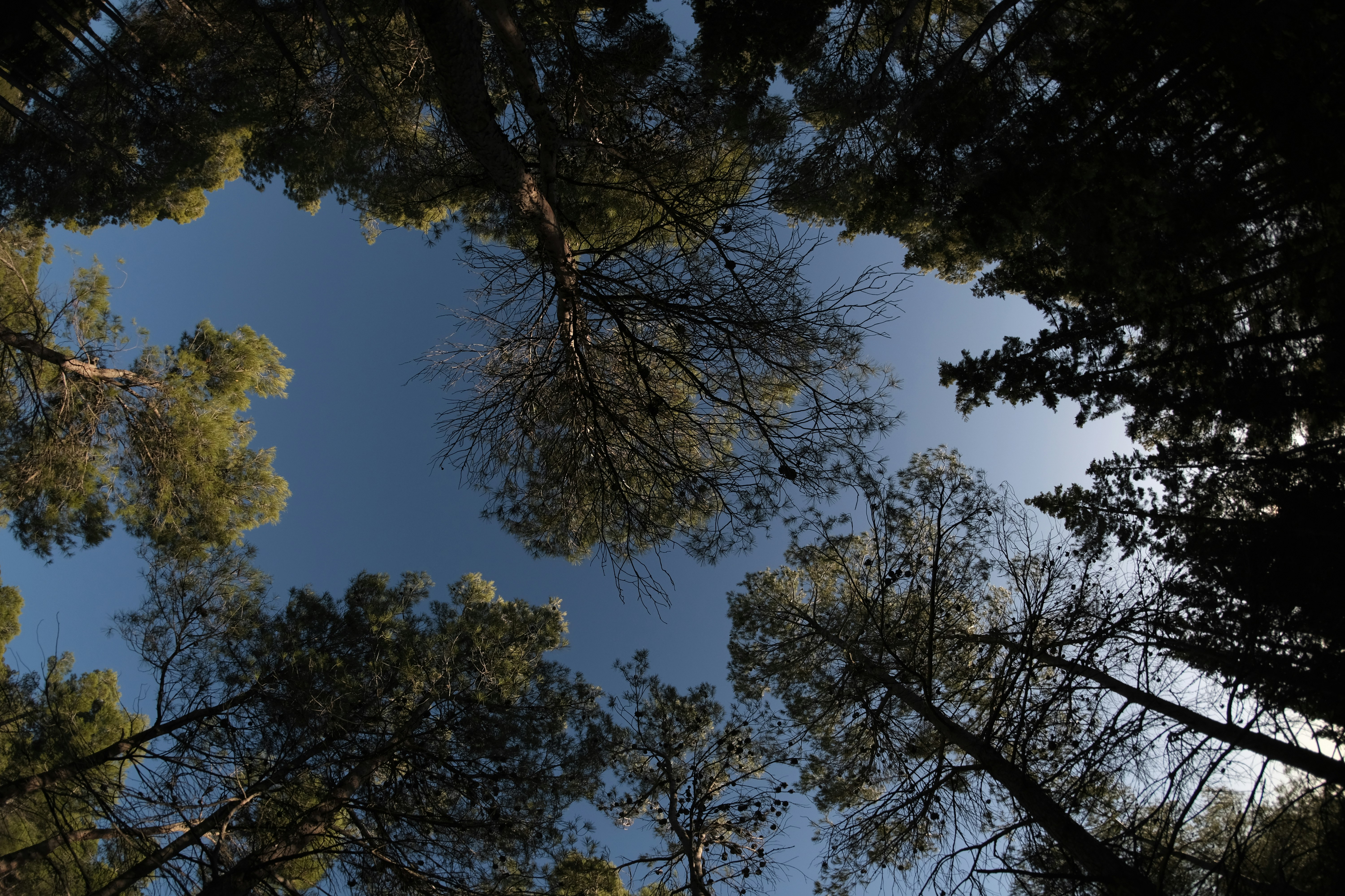 Photo by jonasgarcia