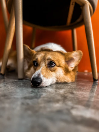 A brown and white dog laying under a chair