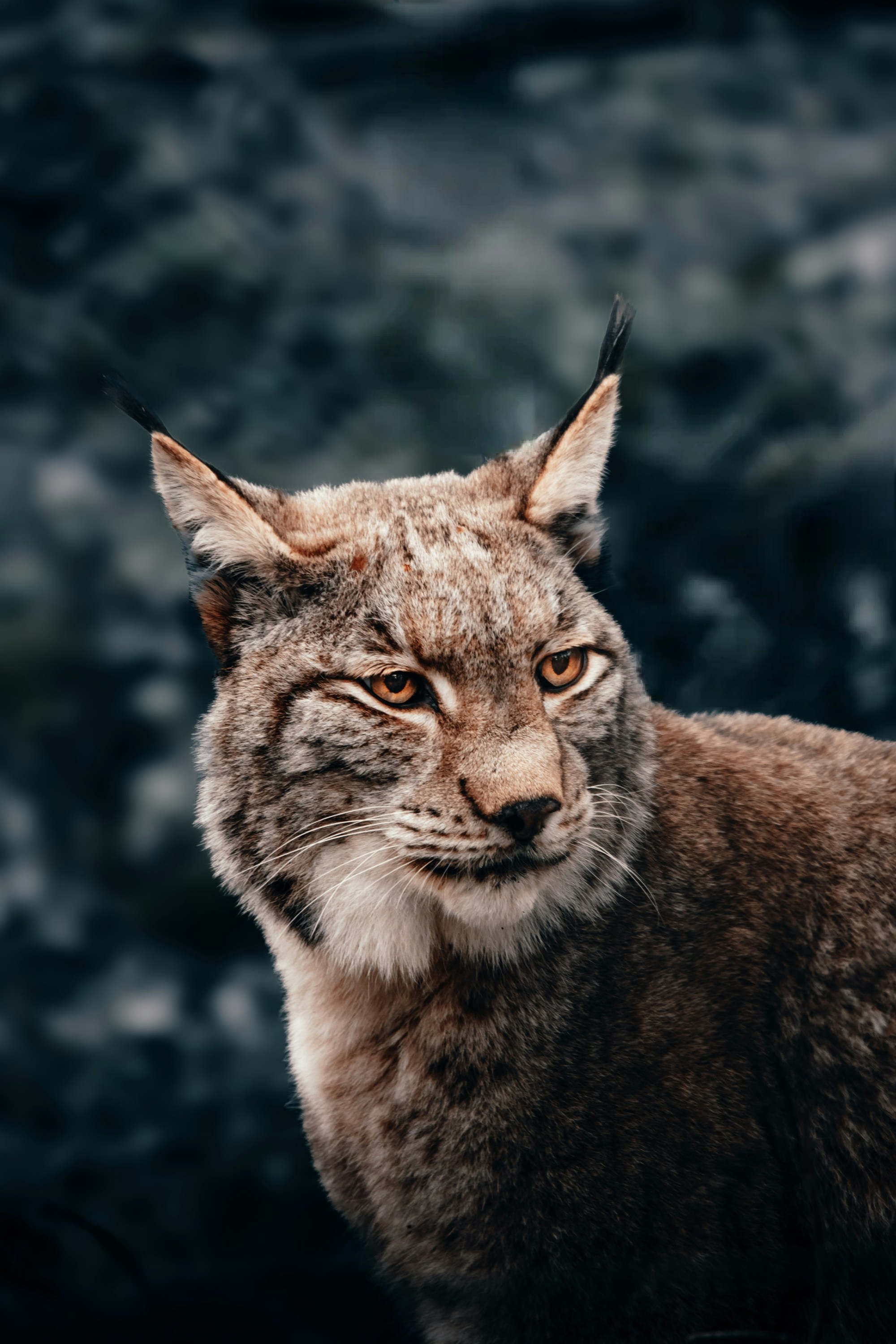 Photo by esmirbilali