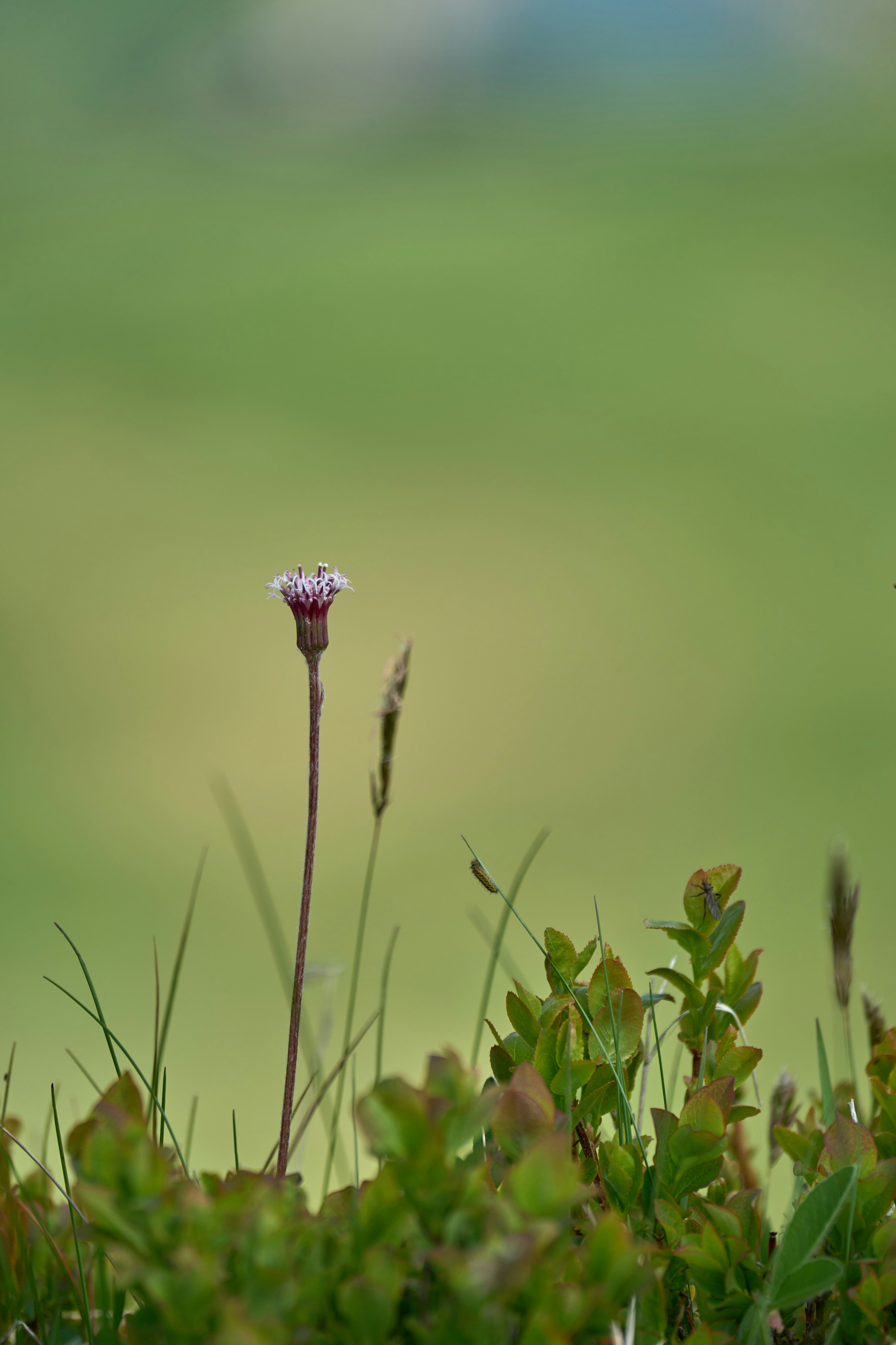 Photo by wolfgang_hasselmann