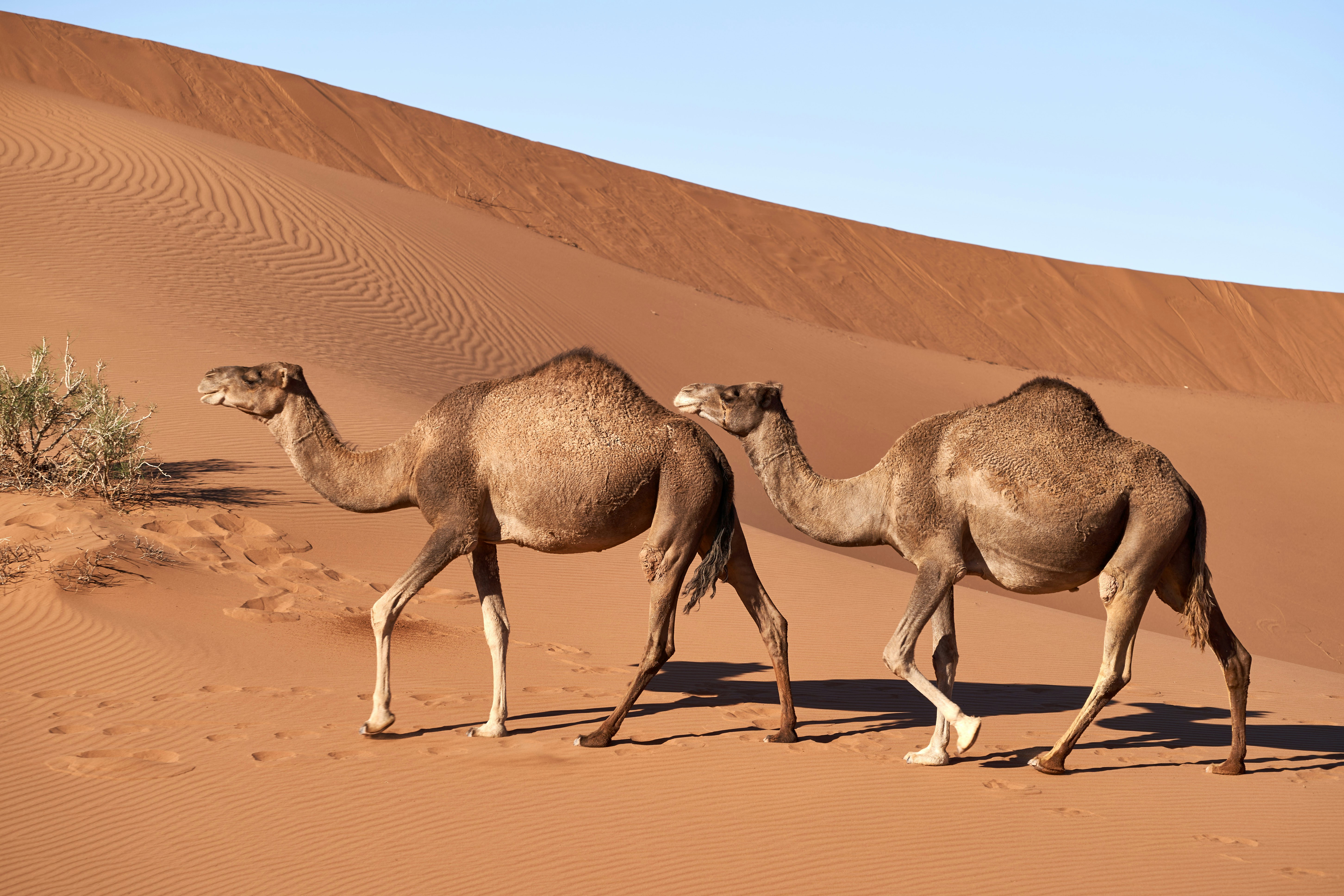 Photo by wolfgang_hasselmann