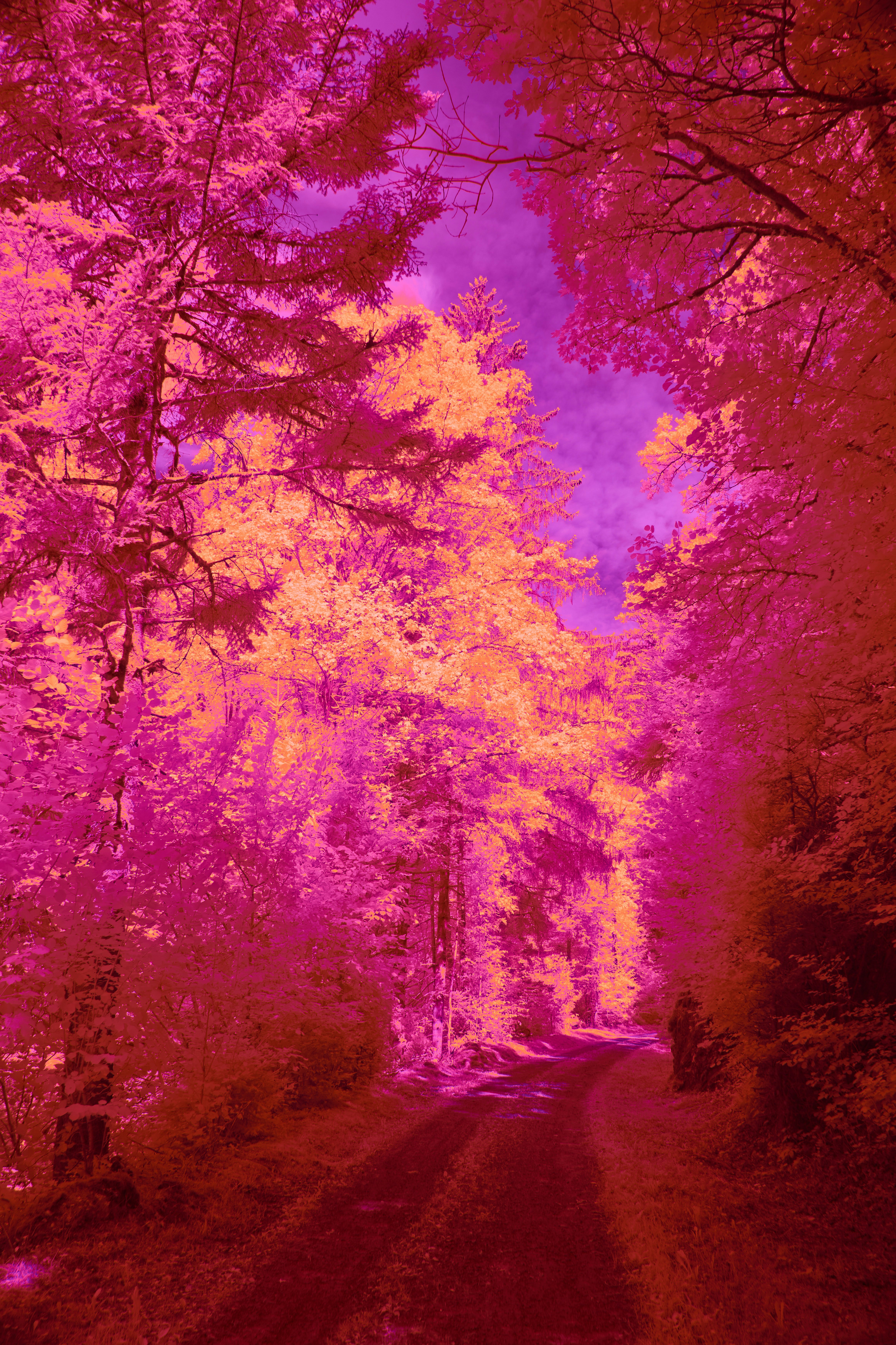 Photo by wolfgang_hasselmann