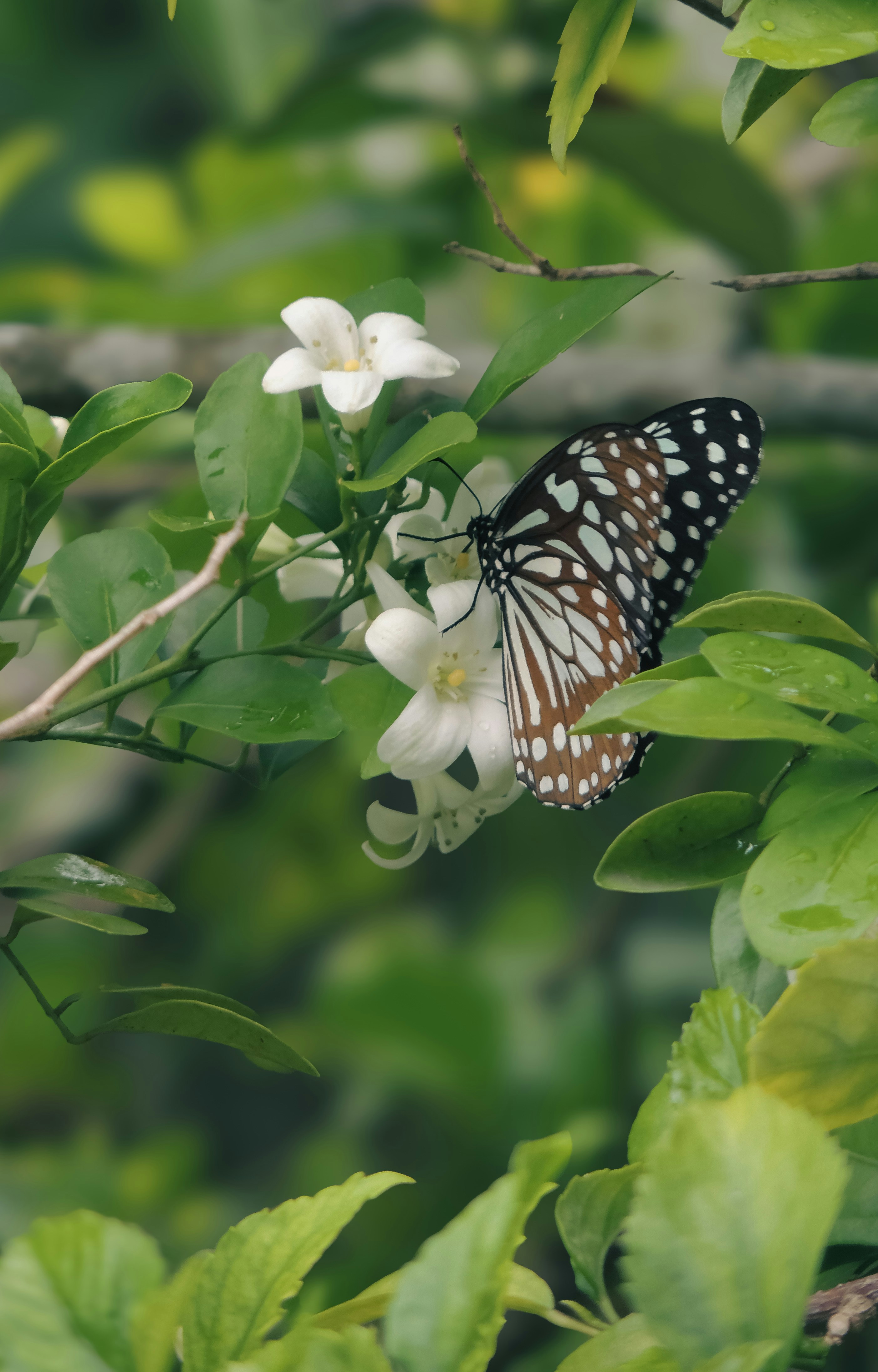 Photo by monoswita29