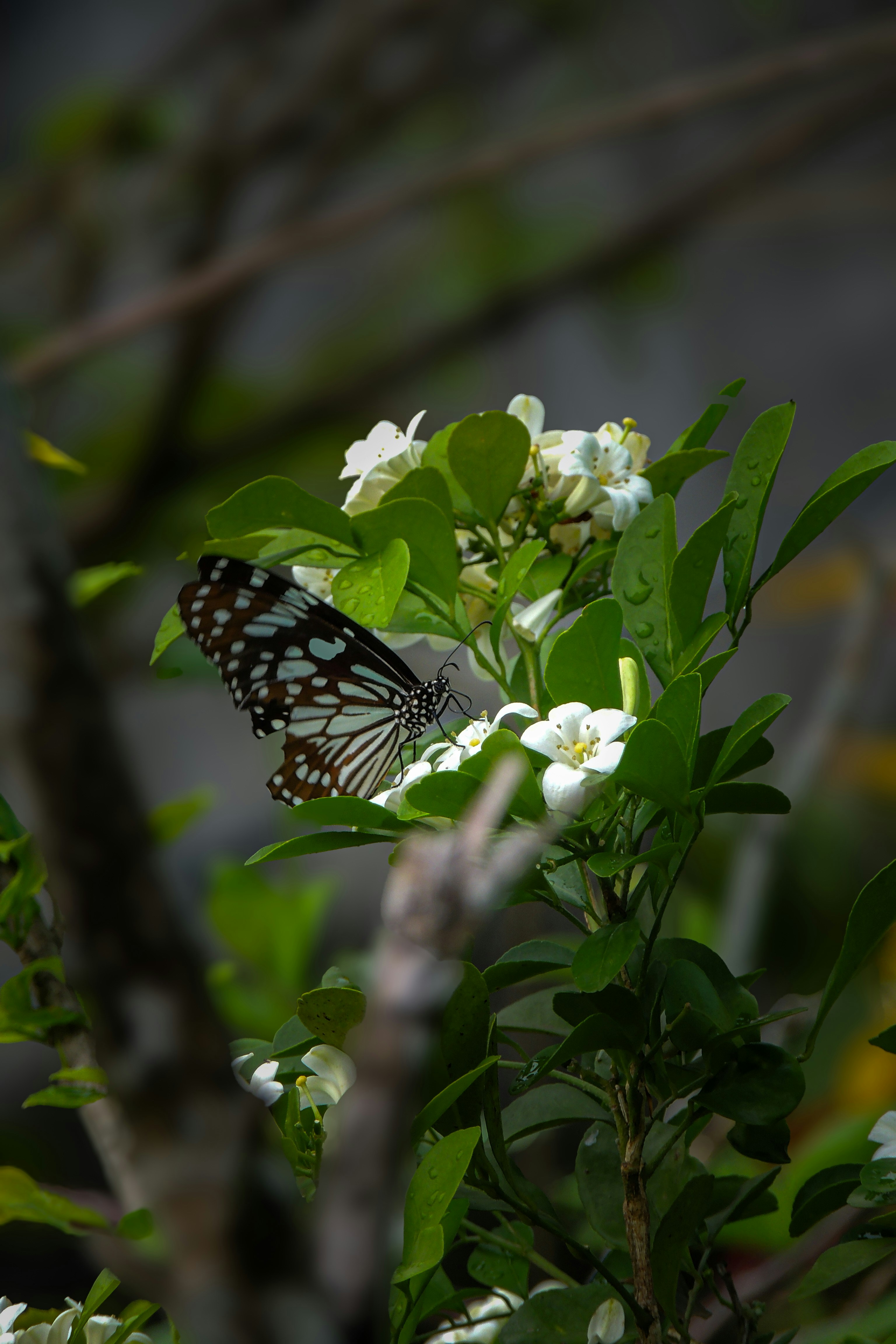 Photo by monoswita29