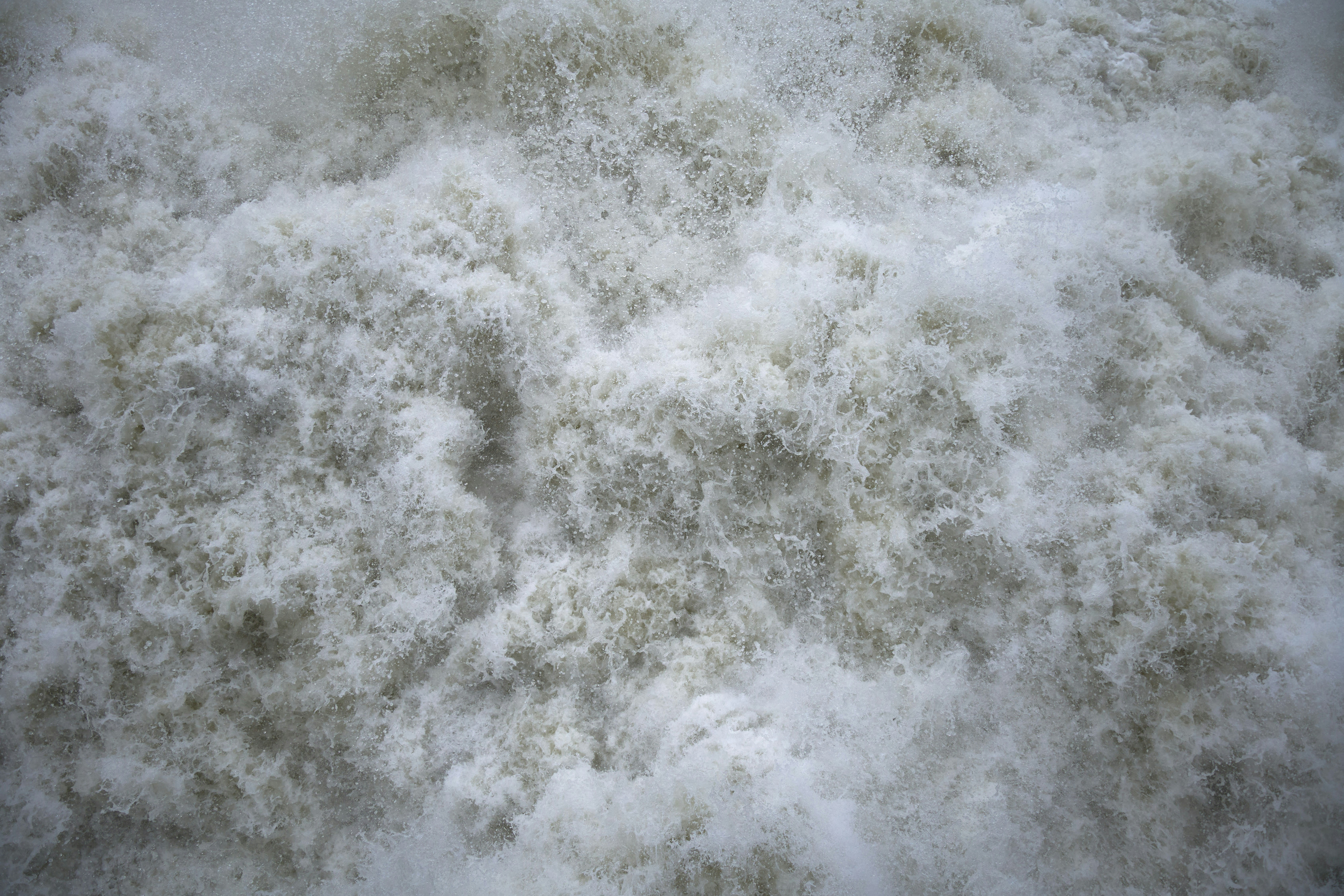 Organic Spirulina in water