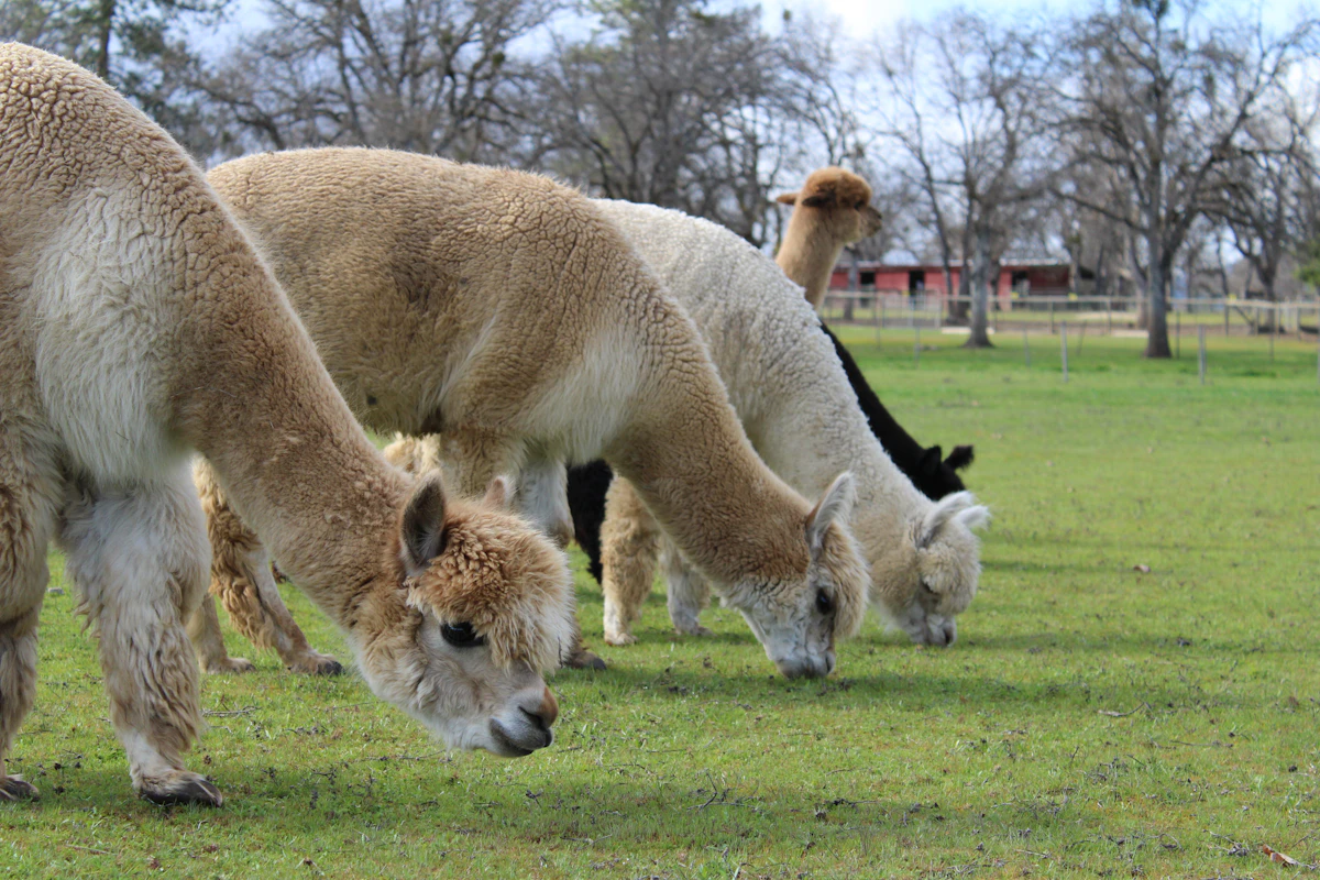 Alpacas en los Andes, fuente de la fibra ILLA