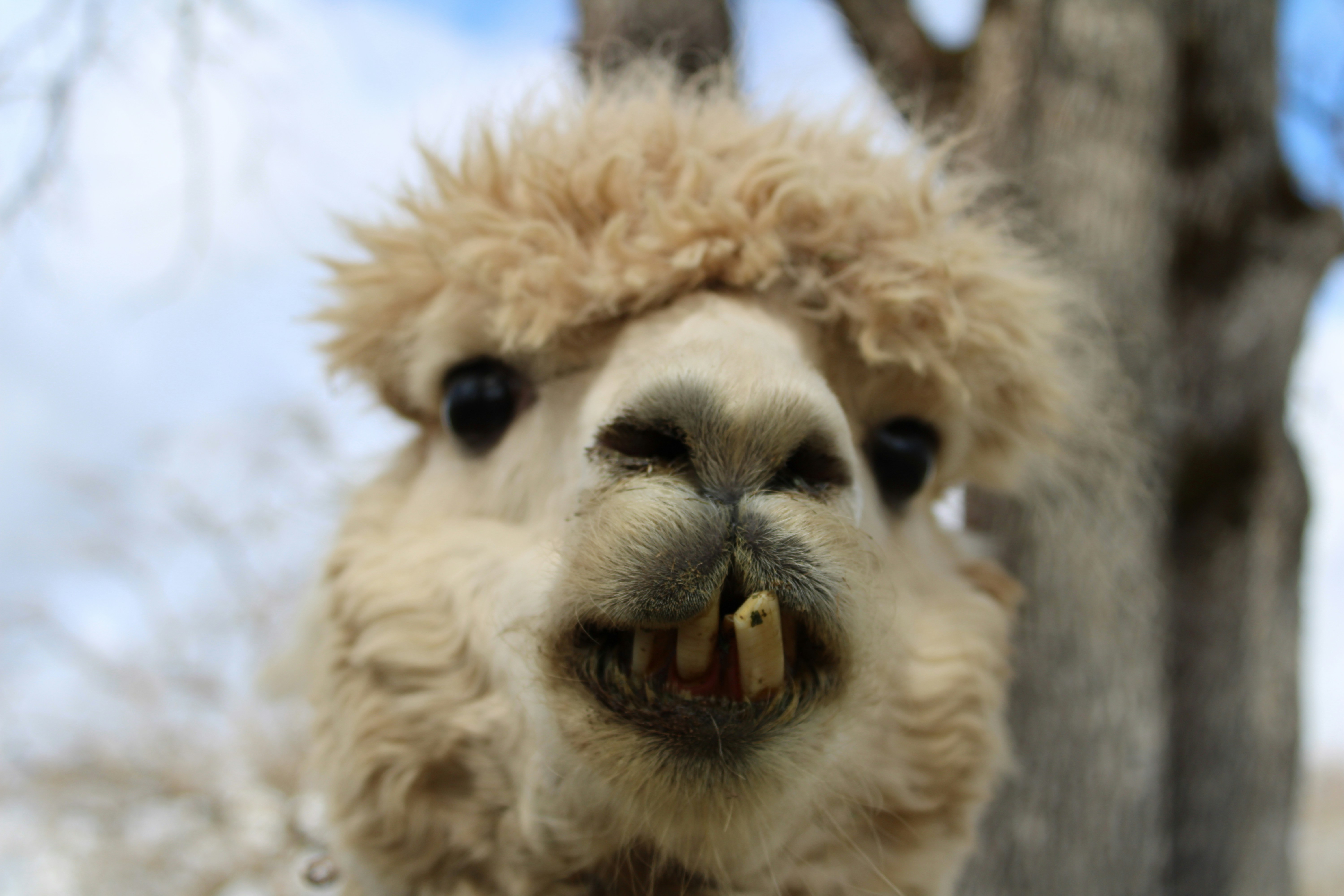 A close up of a llama with a tree in the background