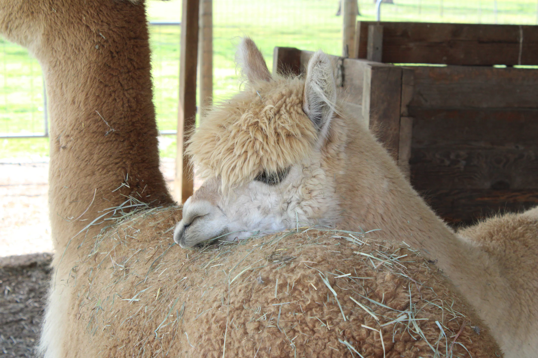 Two fawn alpacas resting together in an open shed, wisps of hay caught in their fleece