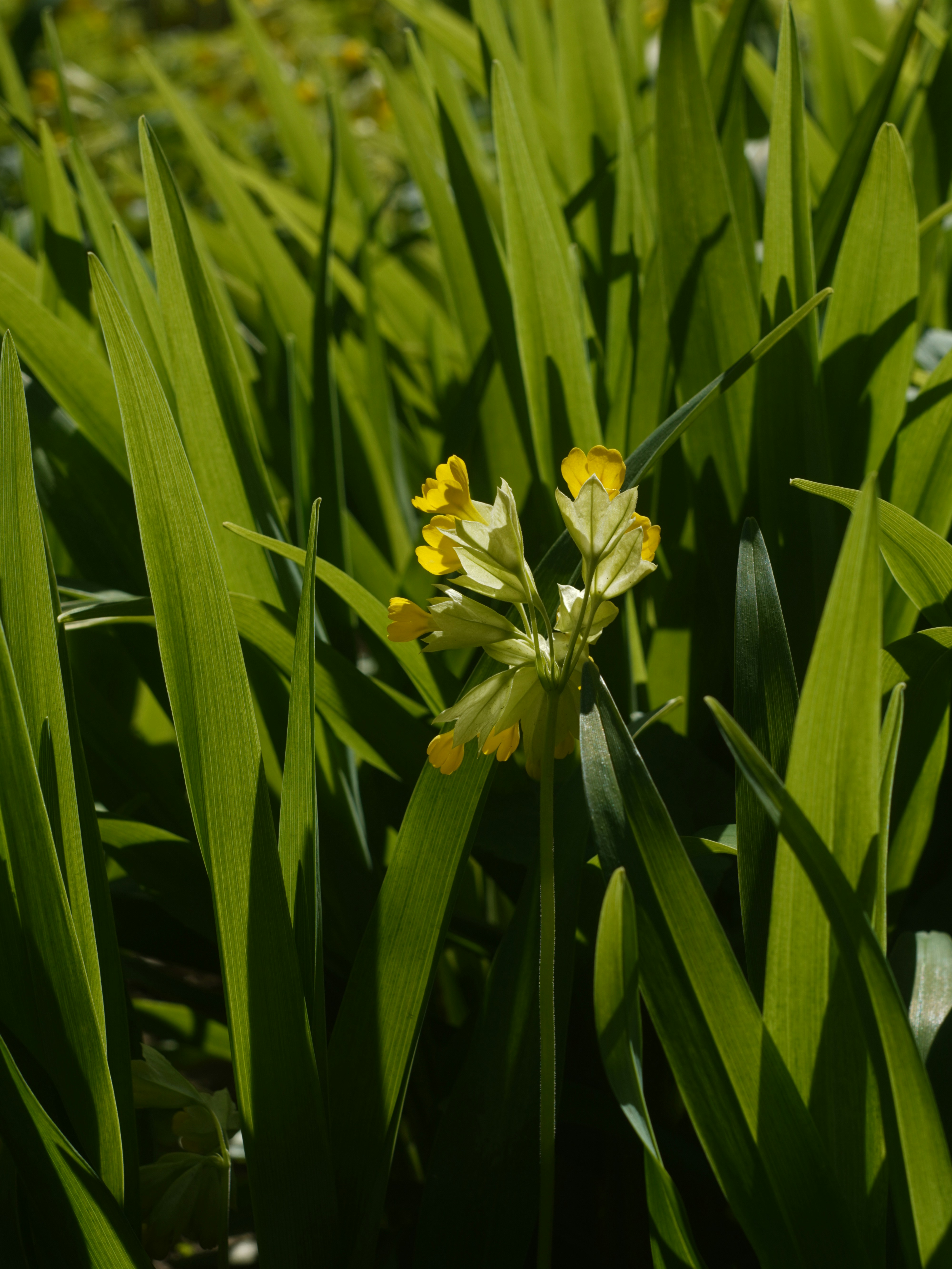A close up of a flower in a field of grass