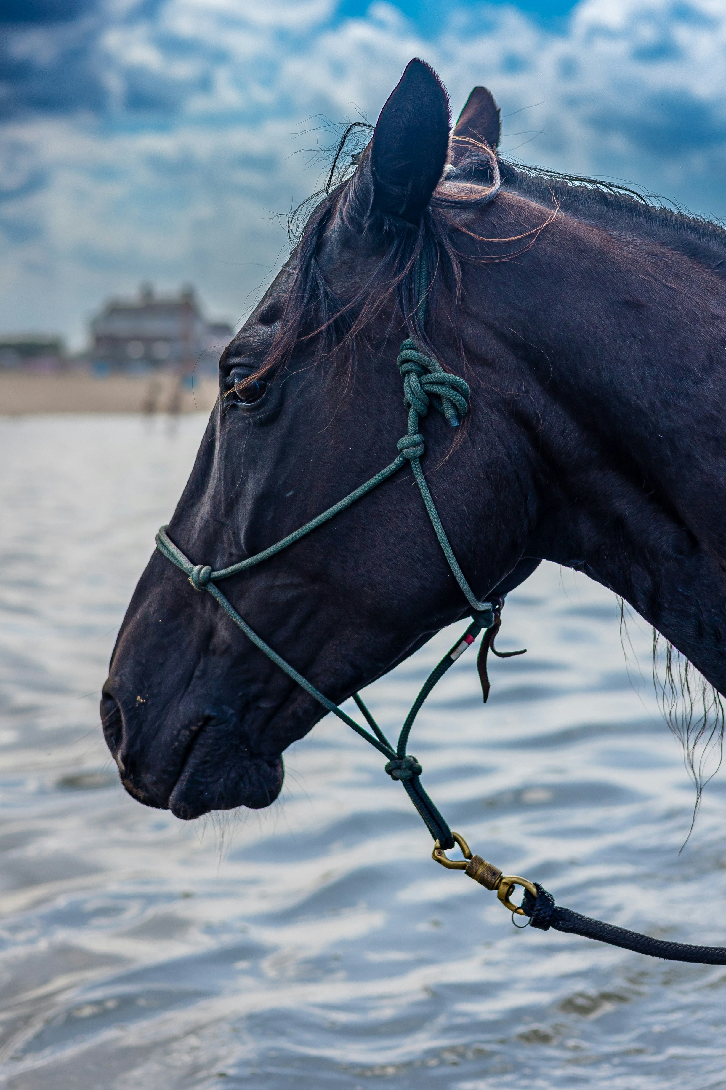 A close up of a horse in the water
