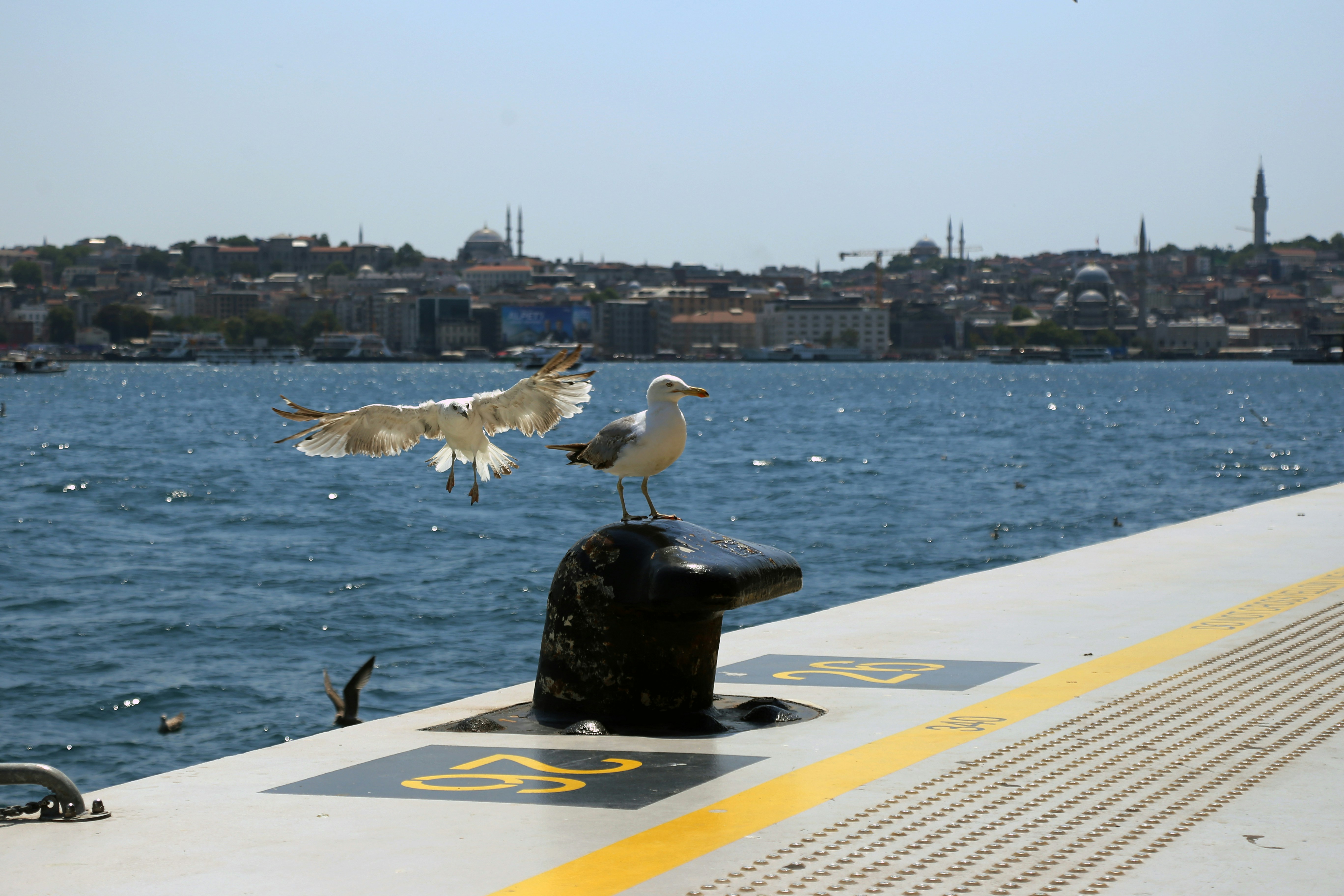 Two seagulls are perched on the edge of a boat