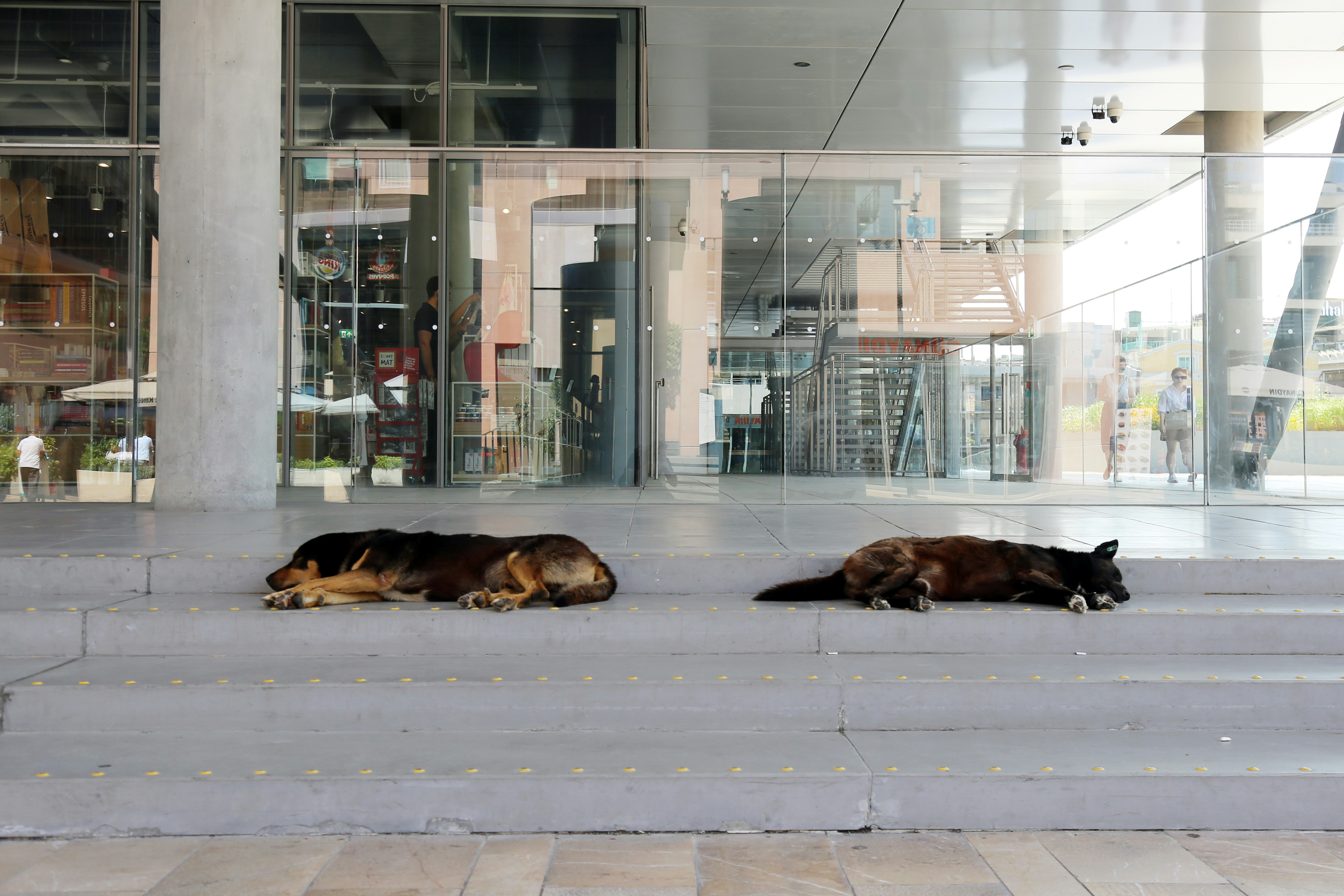 Two dogs laying on the ground in front of a building