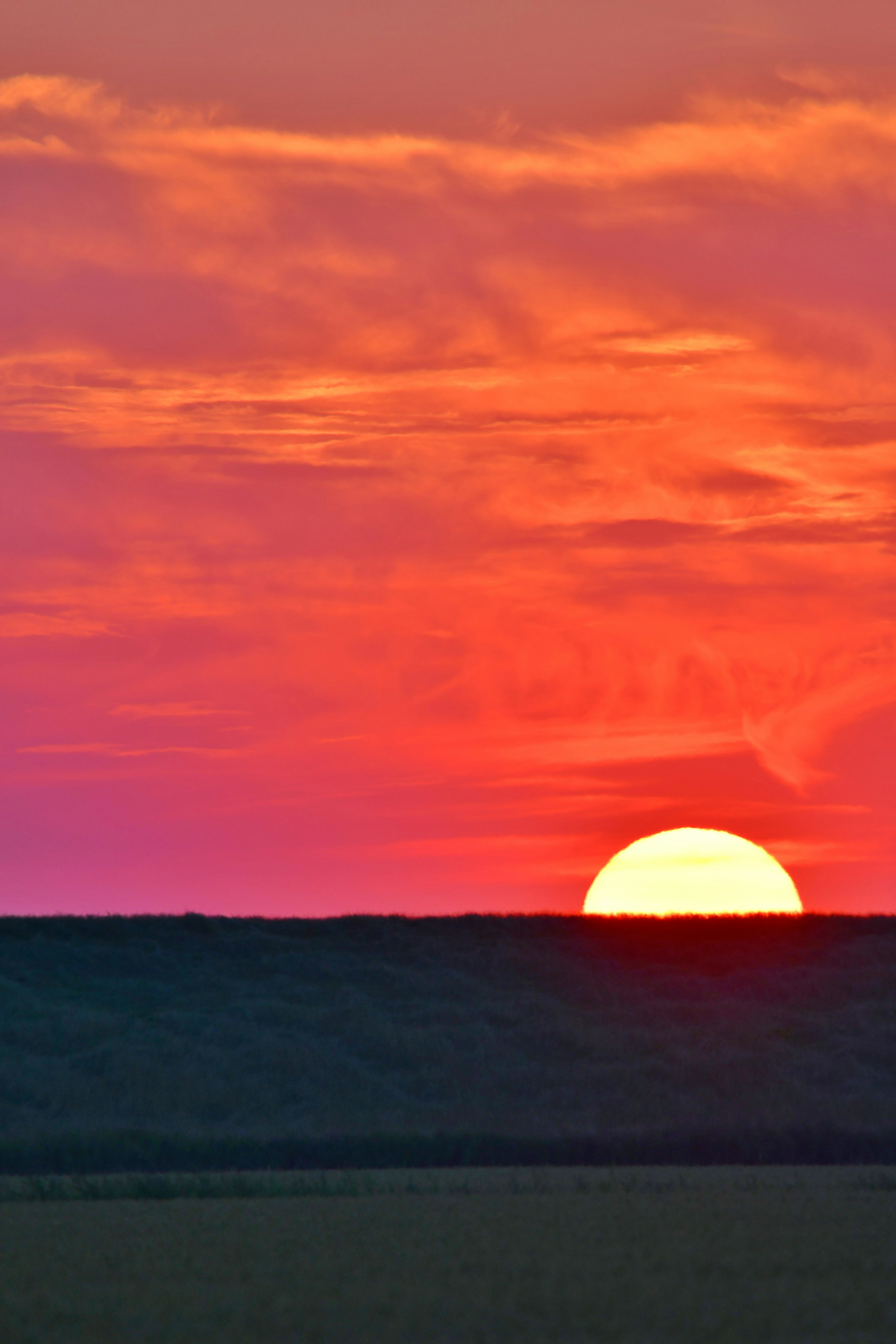 The sun is setting over a field of grass