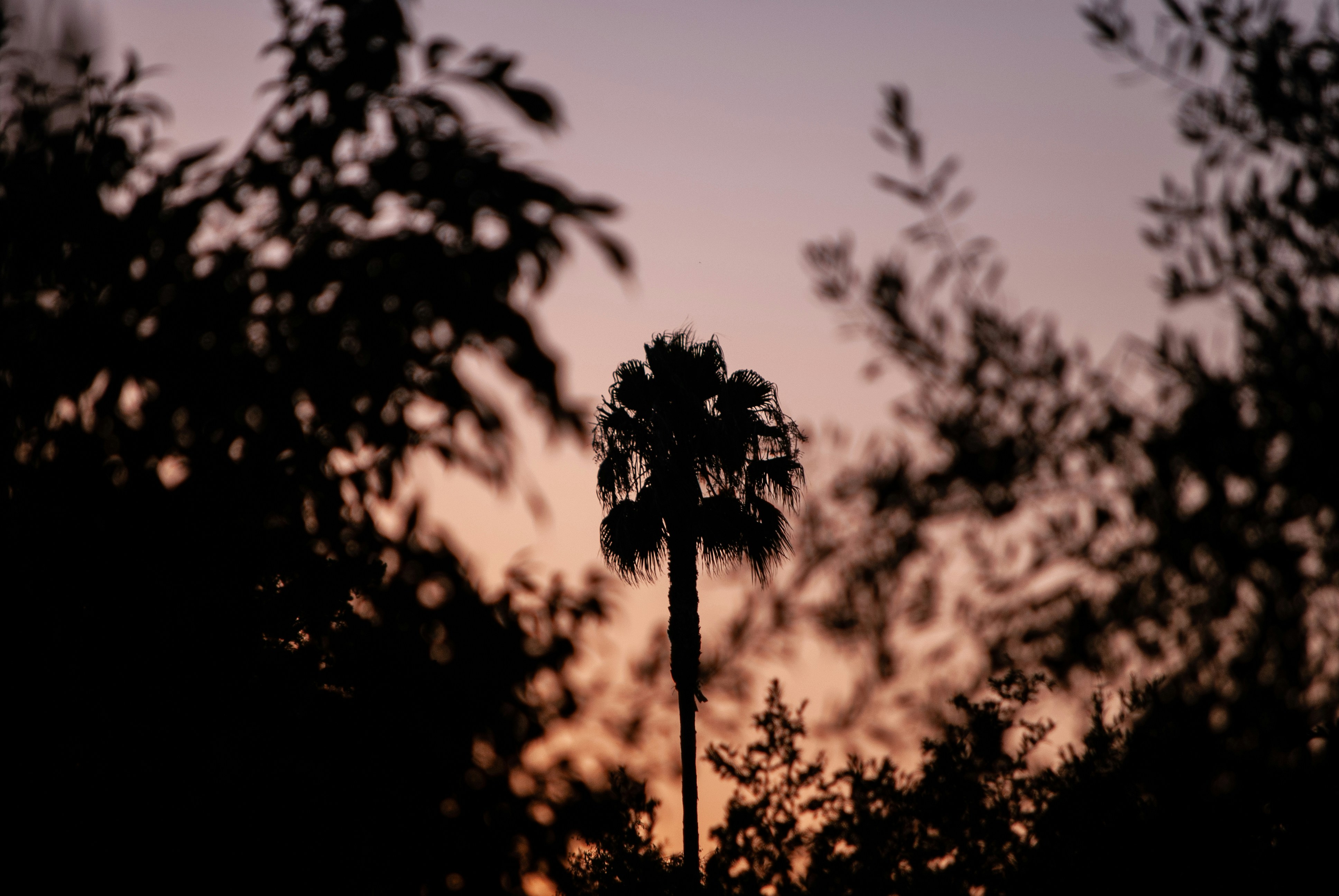 Immagini di Alberi Al Tramonto | Scarica immagini gratuite su Unsplash, image size:3000x2008