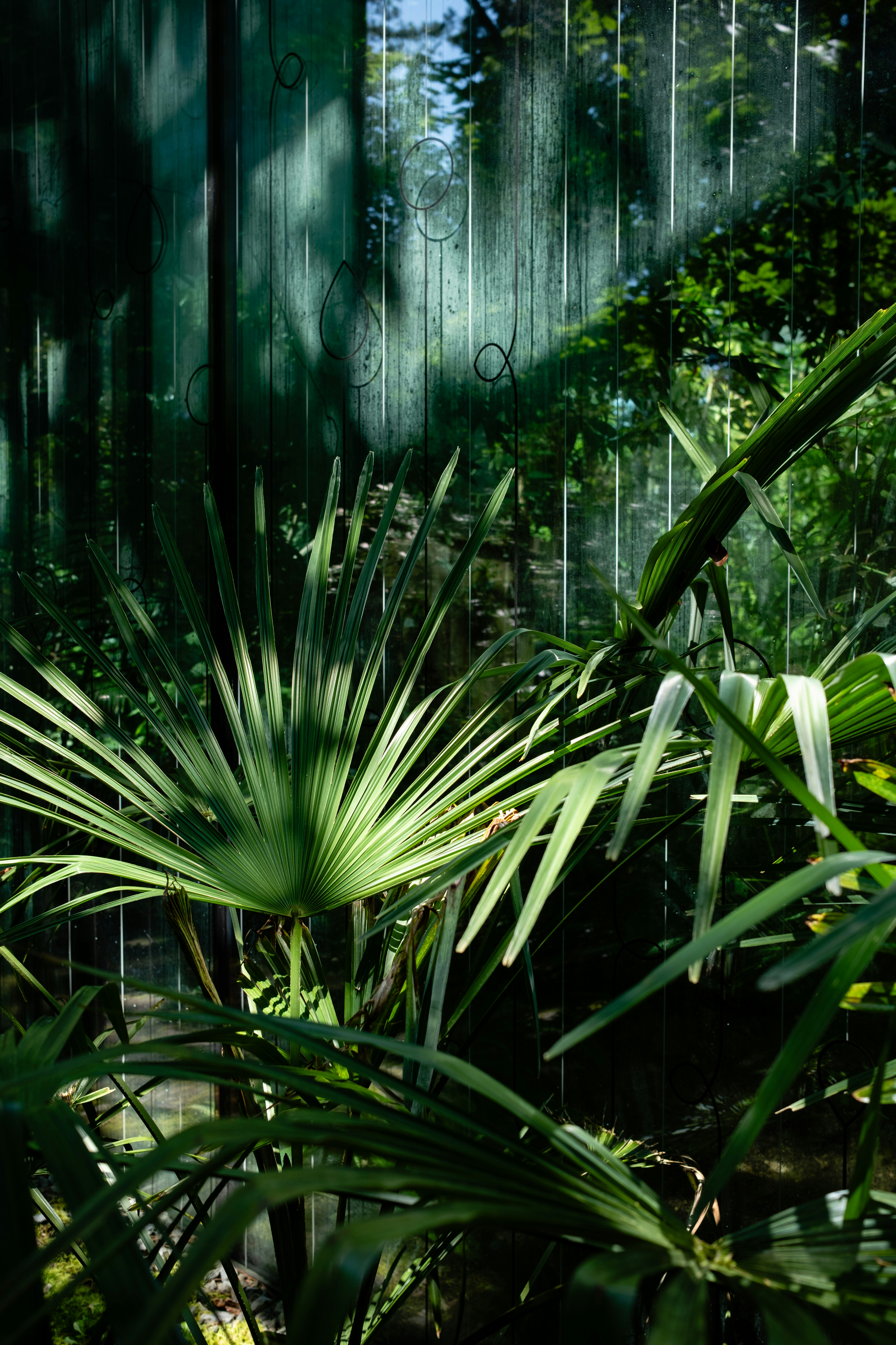 A lush green forest filled with lots of trees