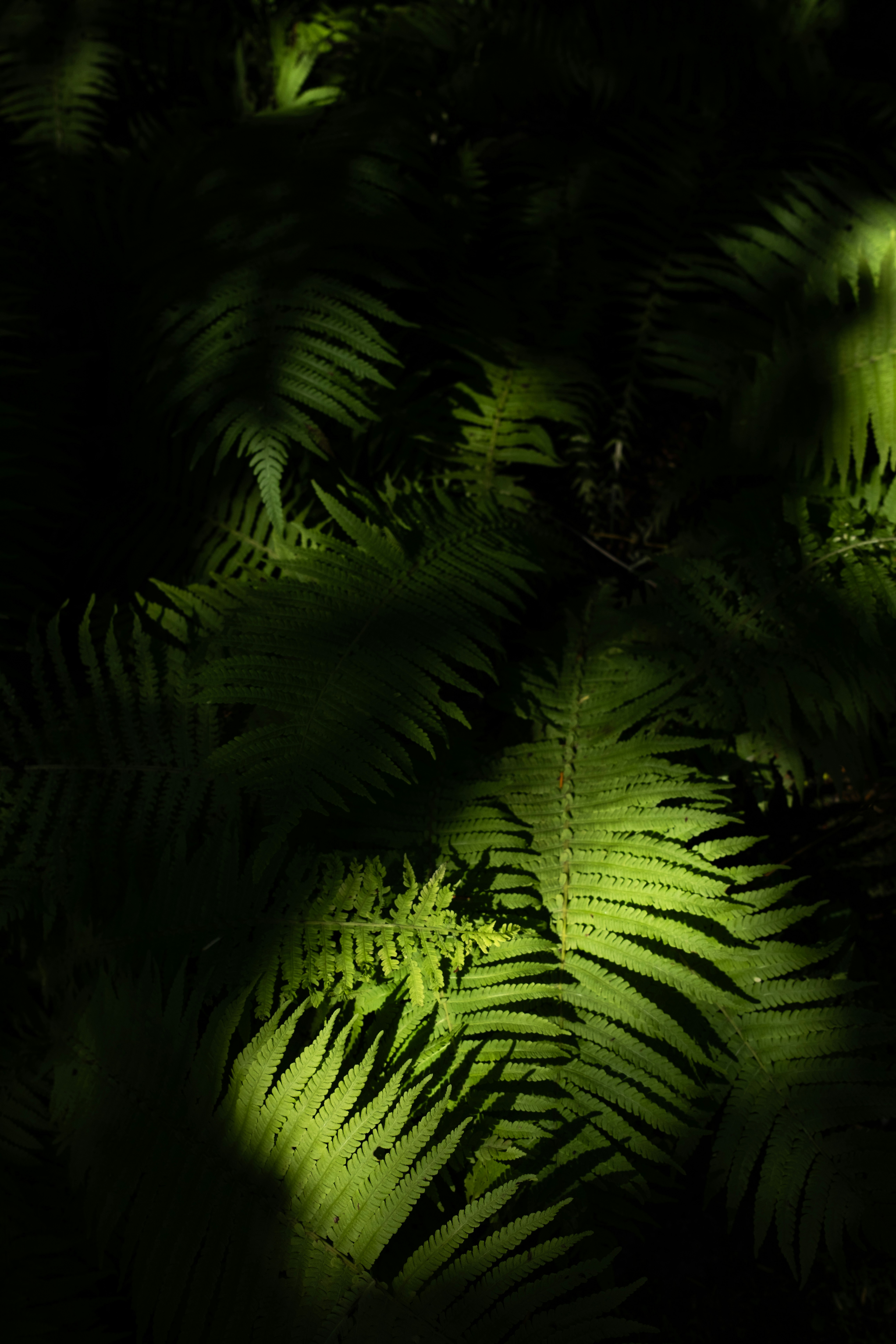 A close up of a fern leaf in the dark