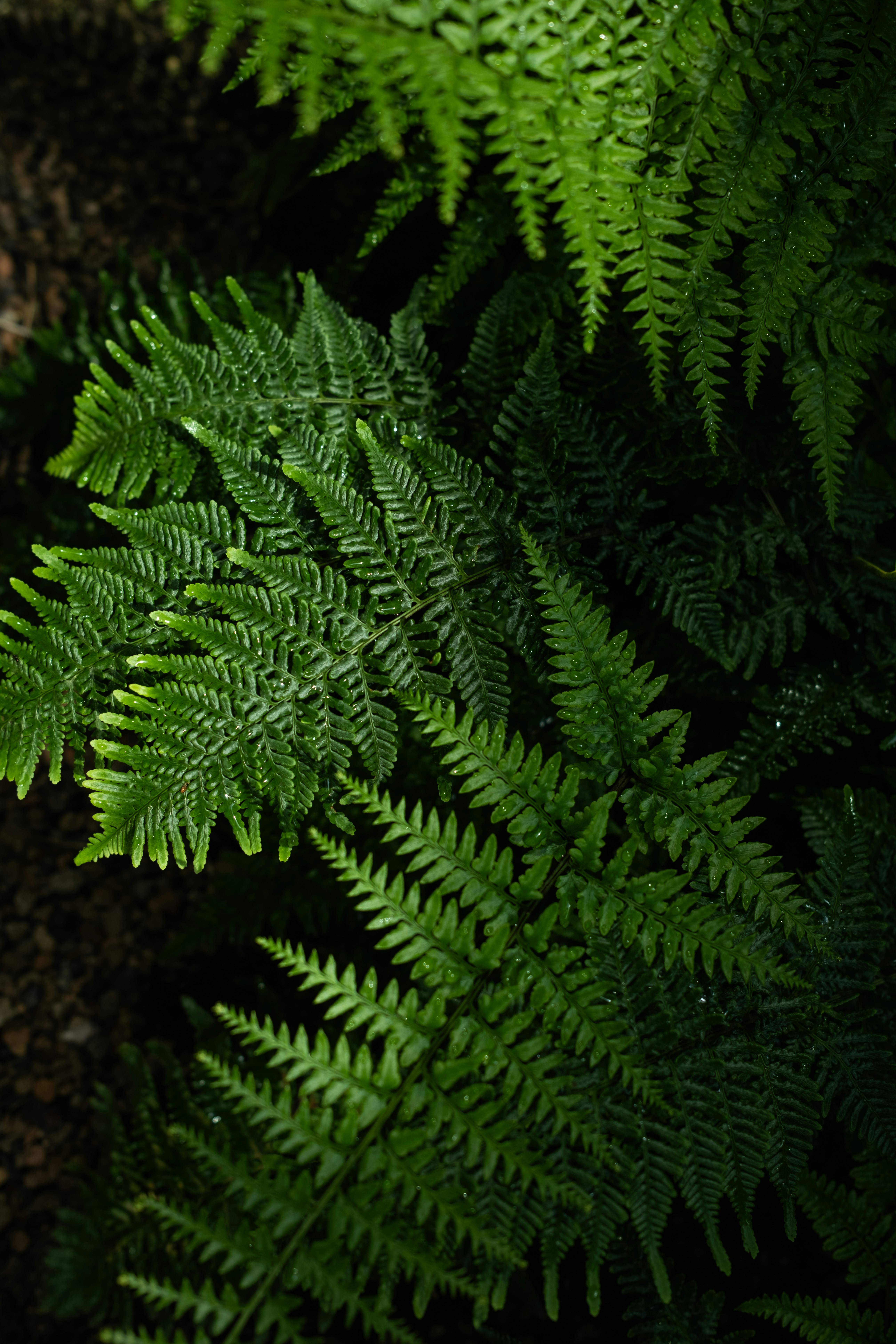 A close up of a plant with green leaves