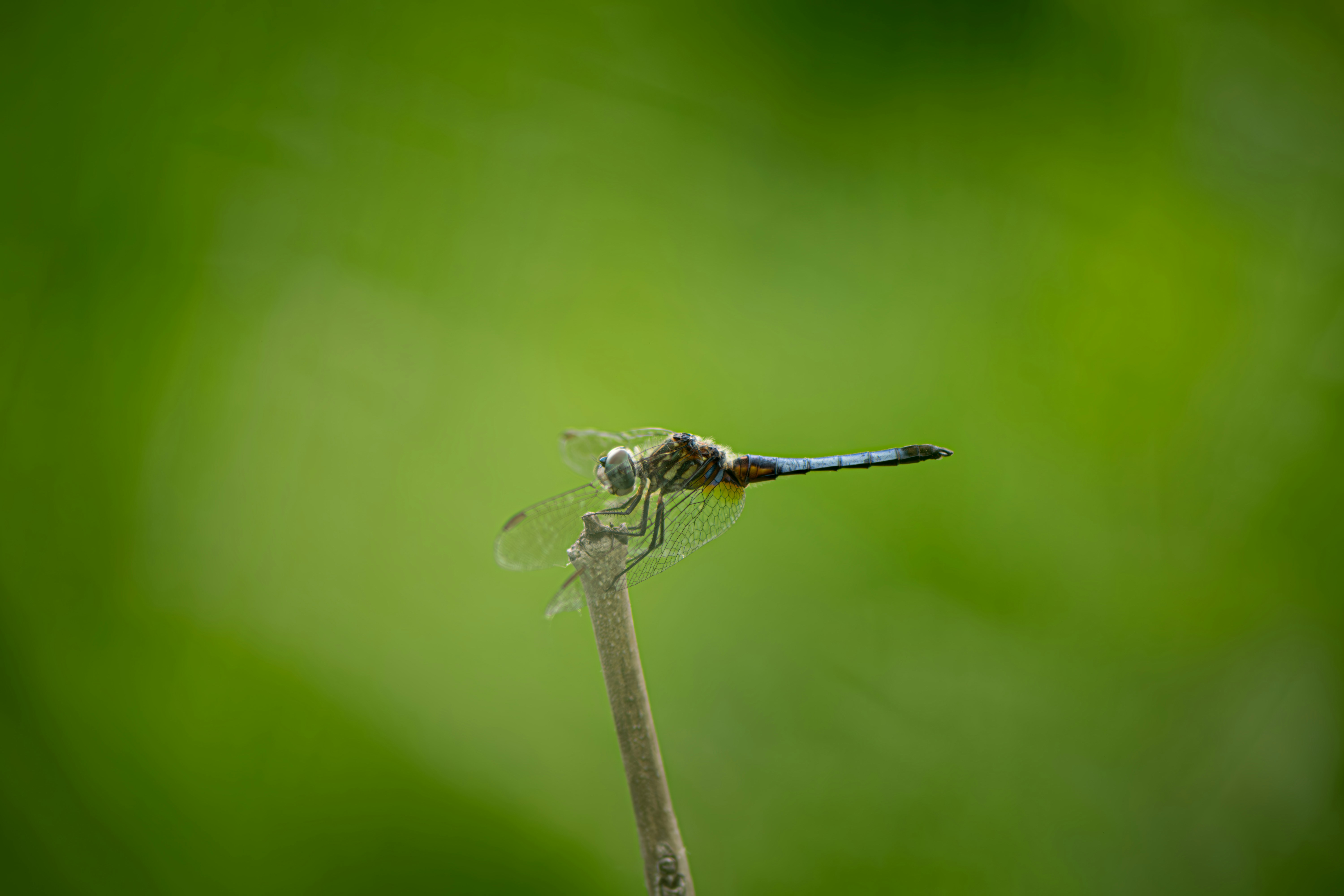 Photo by grant_ofstedahl