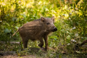 A wild boar is walking through the woods
