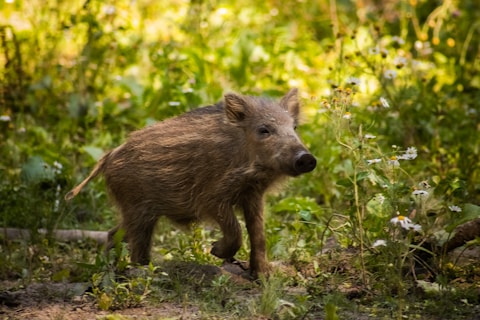 A wild boar is walking through the woods