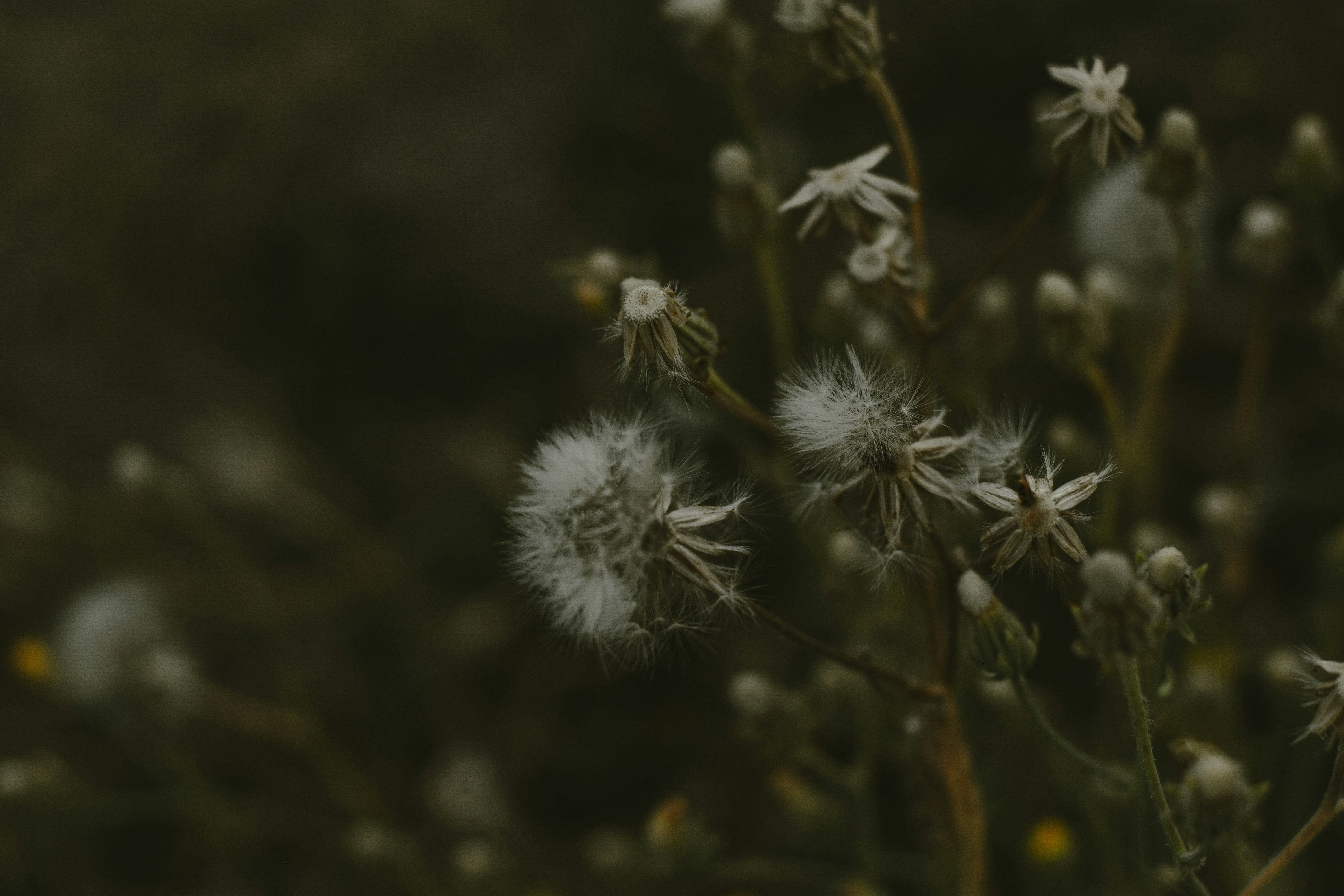 Photo by kotuky_sirenkuy