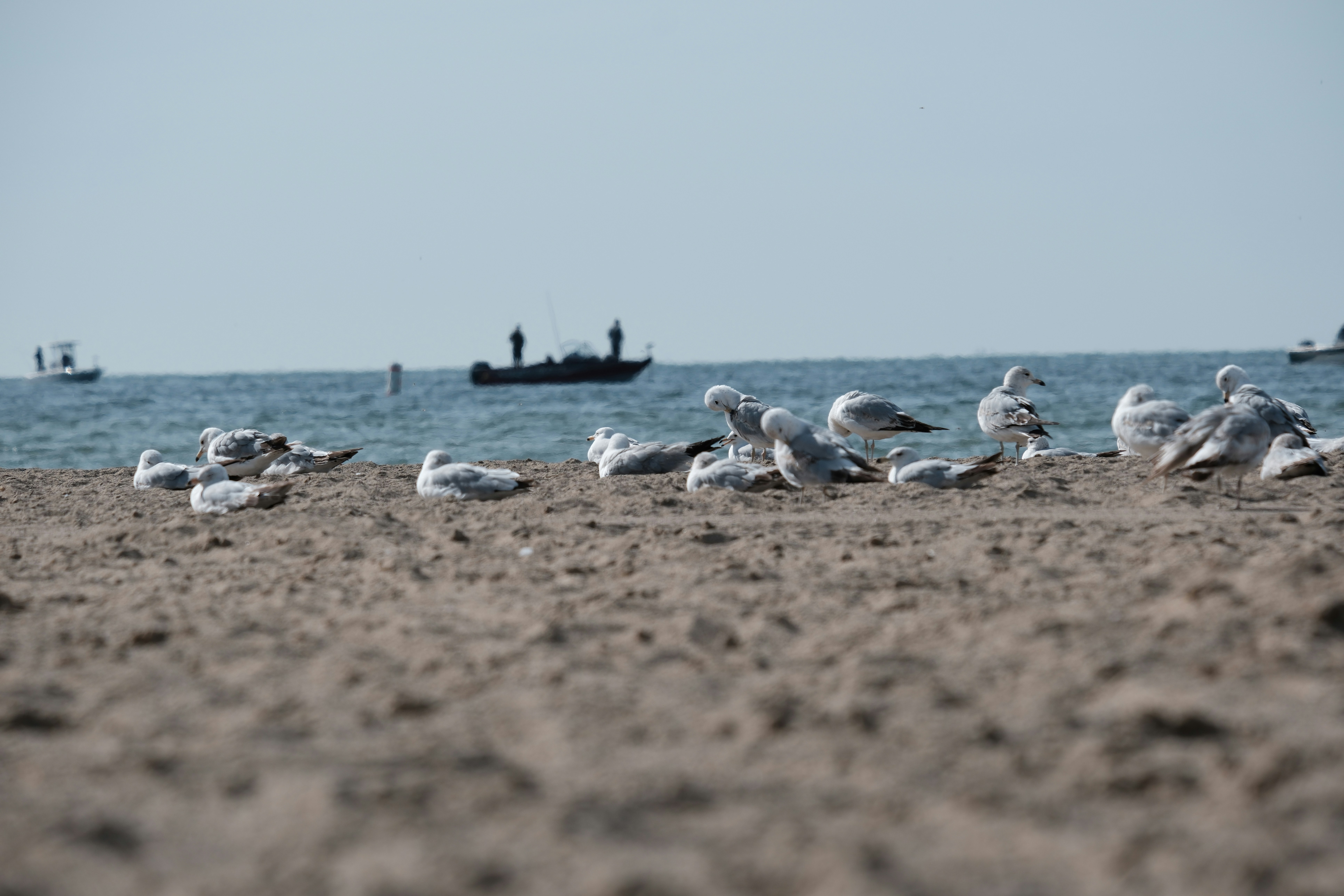 A flock of seagulls sitting on a beach next to the ocean