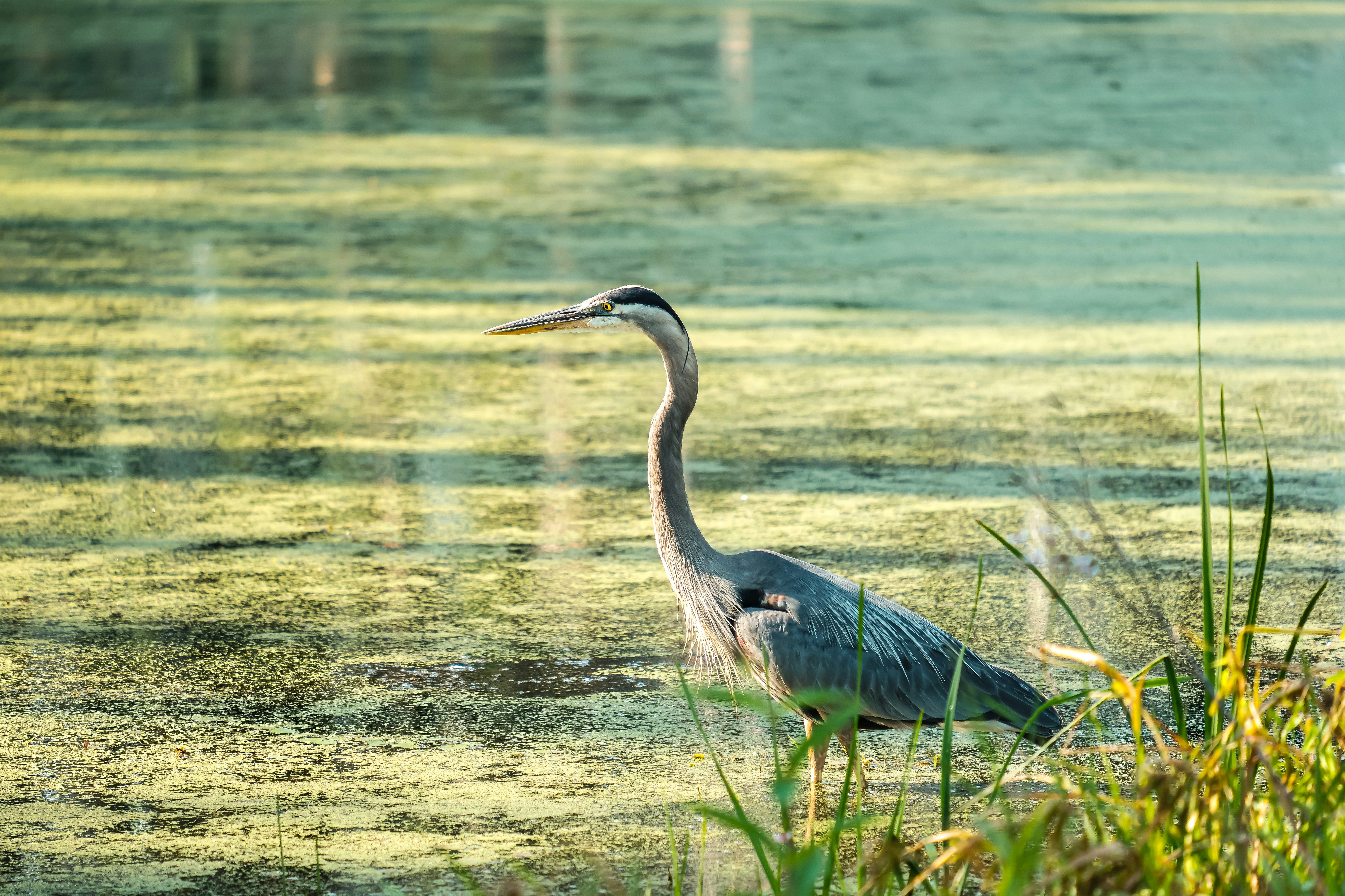 Photo by nirajsikligar