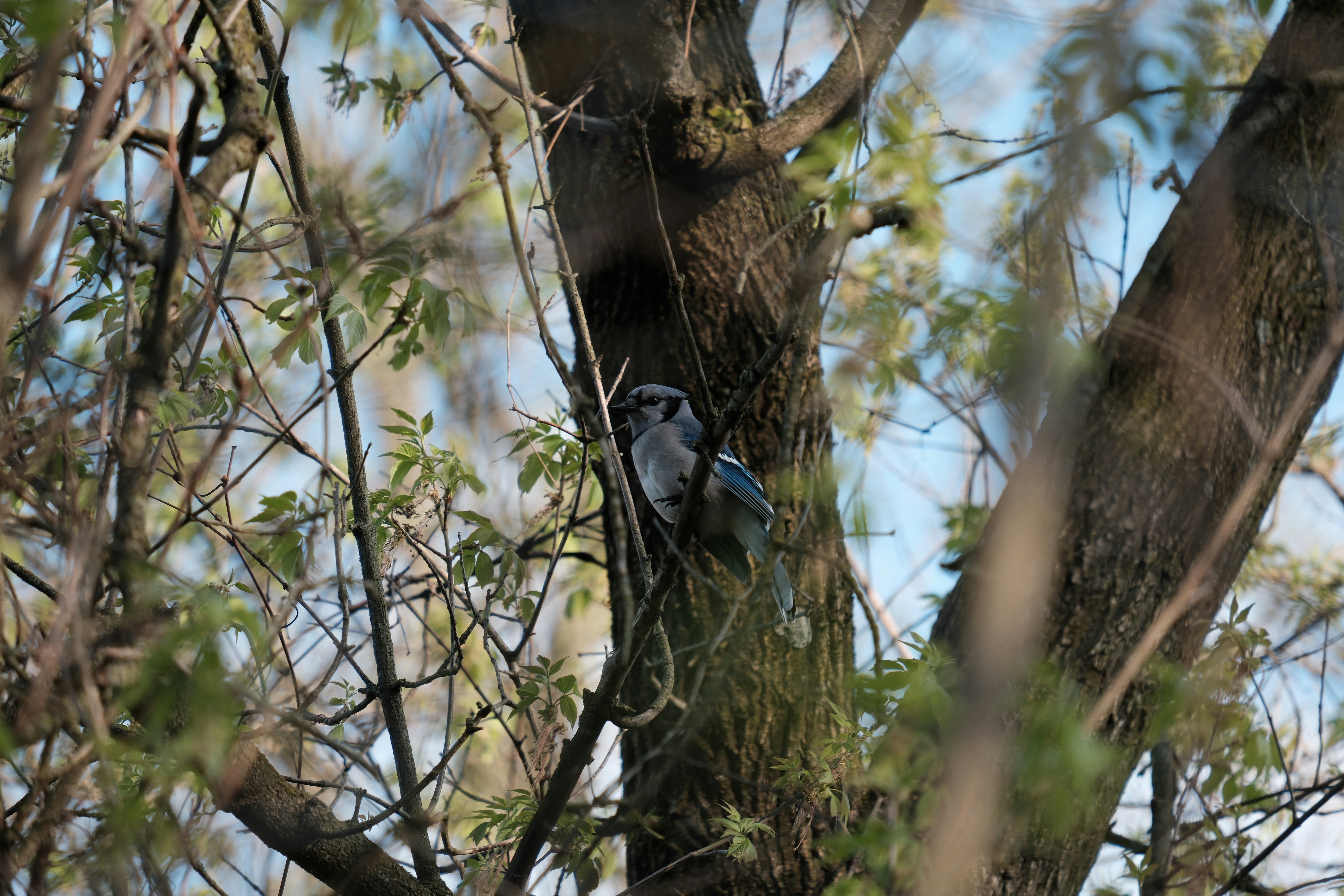 Photo by nirajsikligar