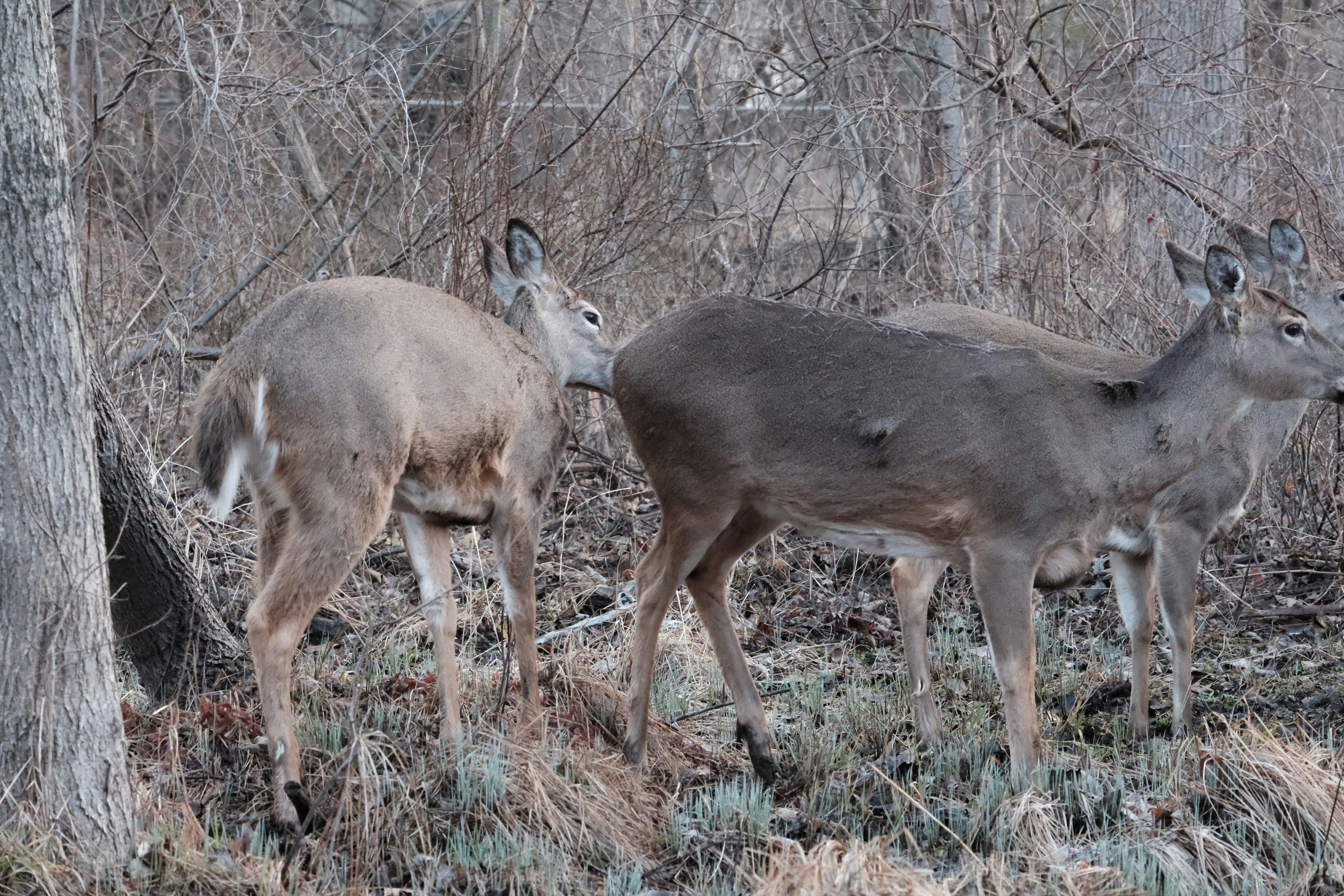 Photo by nirajsikligar