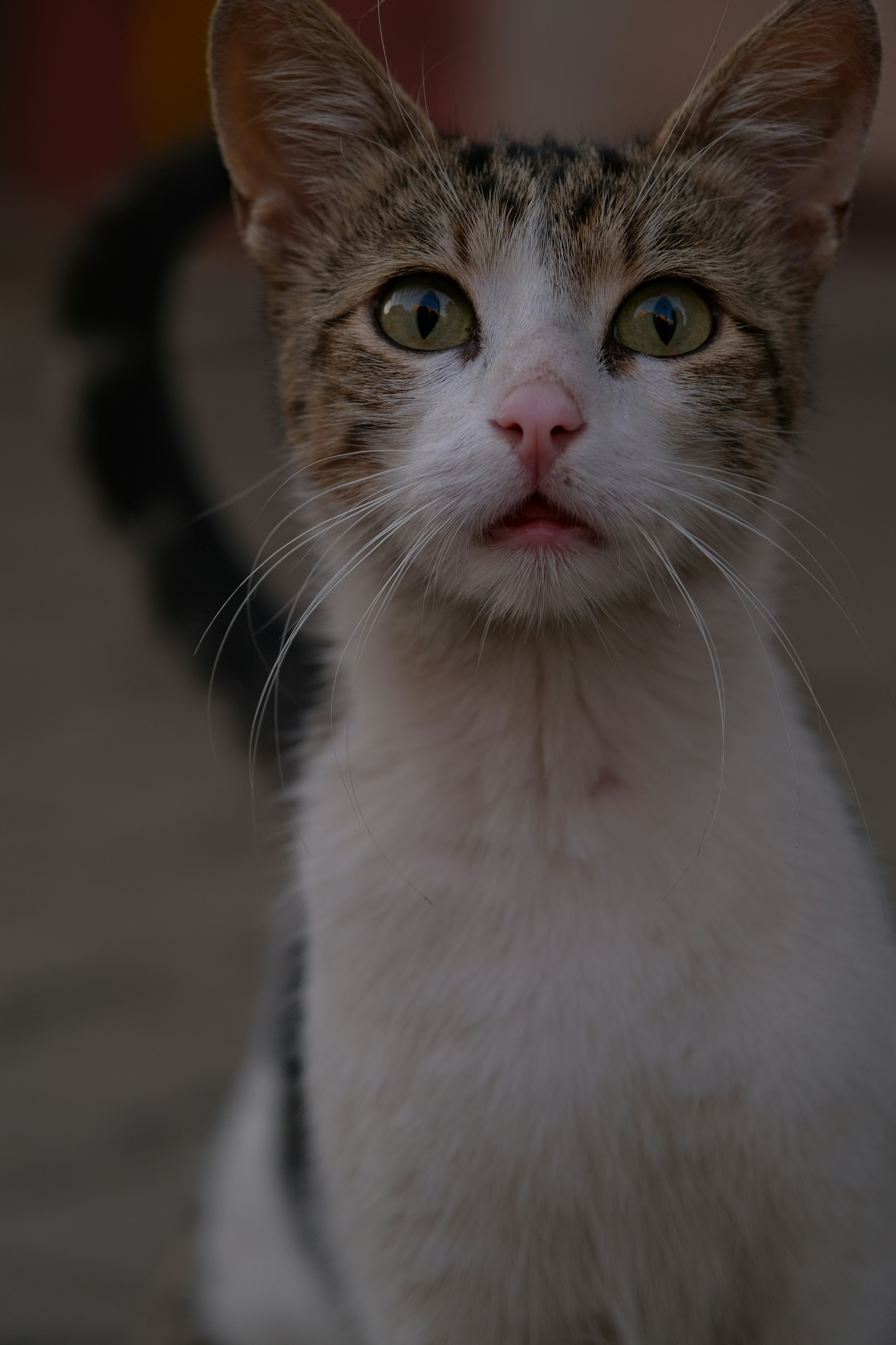 Photo by amadeusmoga