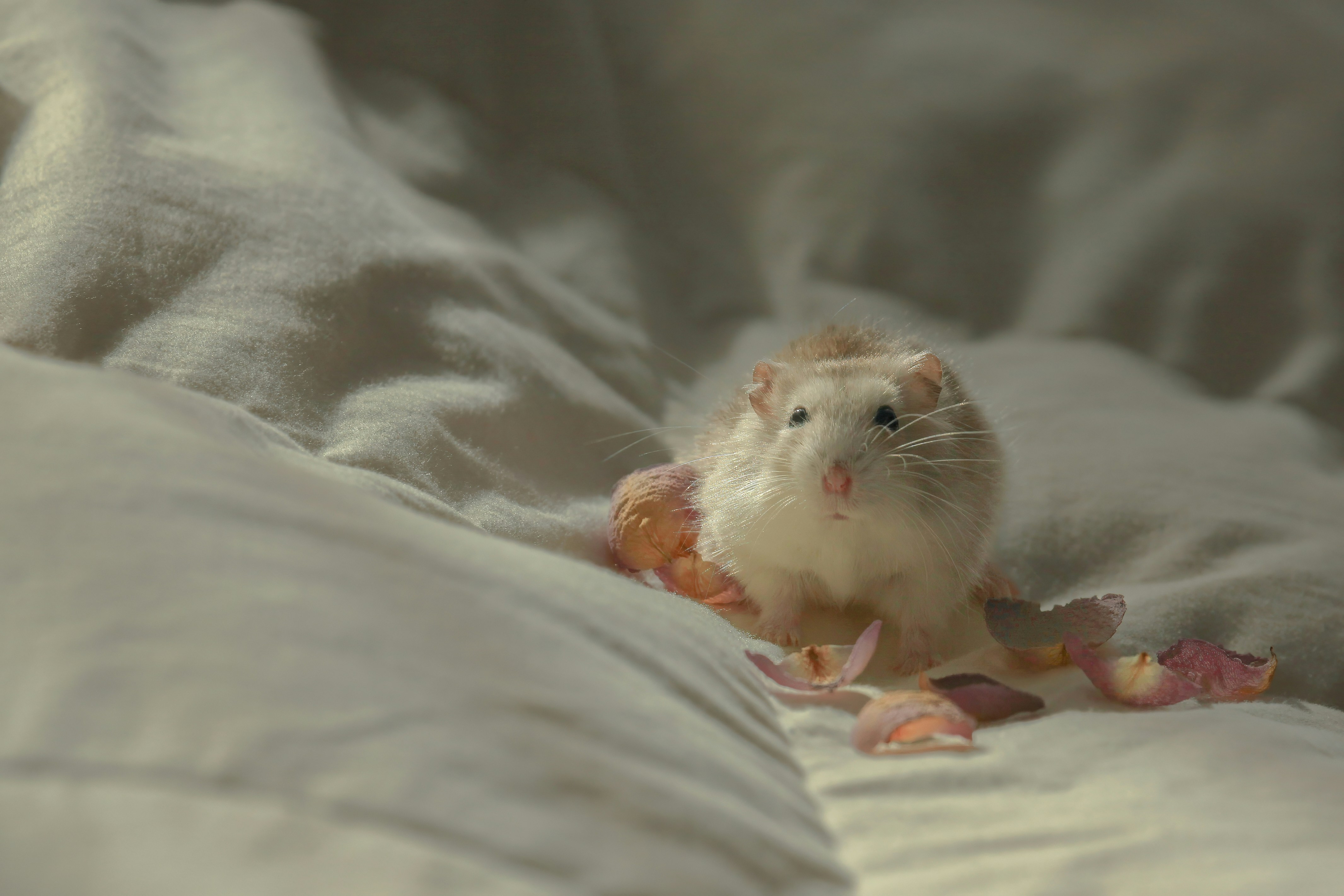 White hamster on rose petals