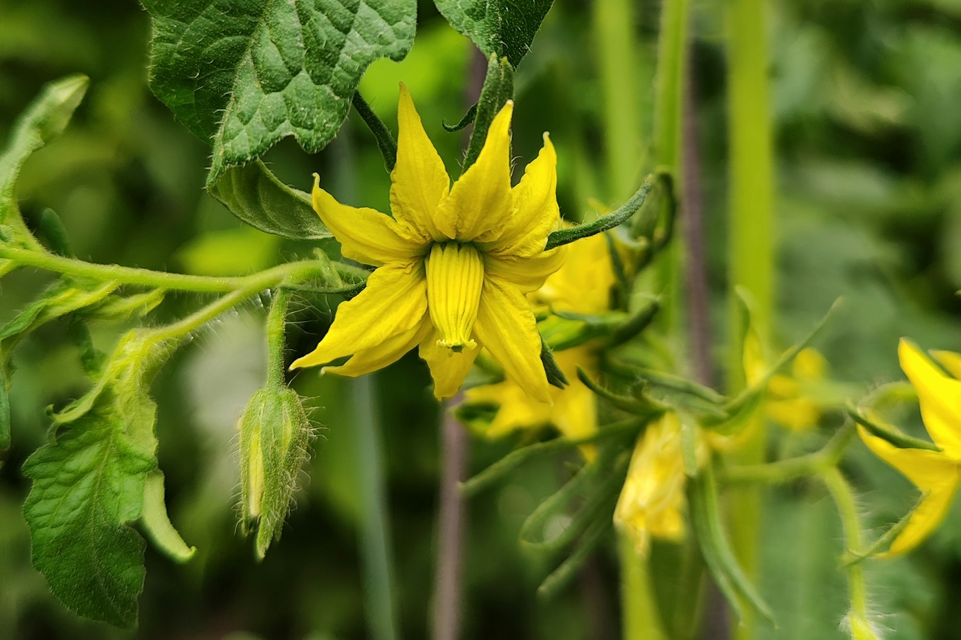 Yellow tomato flowers, which you should keep when you prune tomato plants