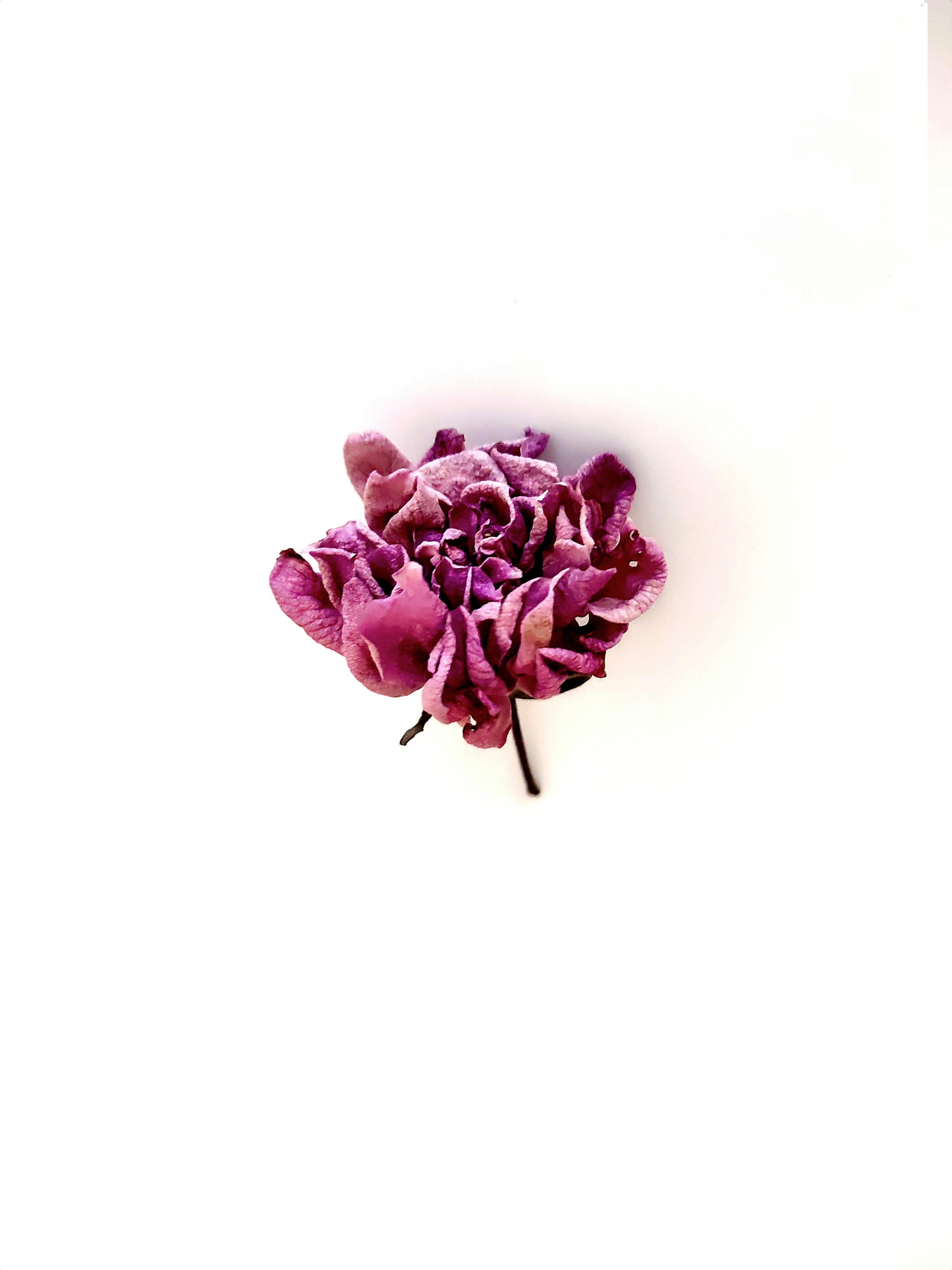 dried Flowers