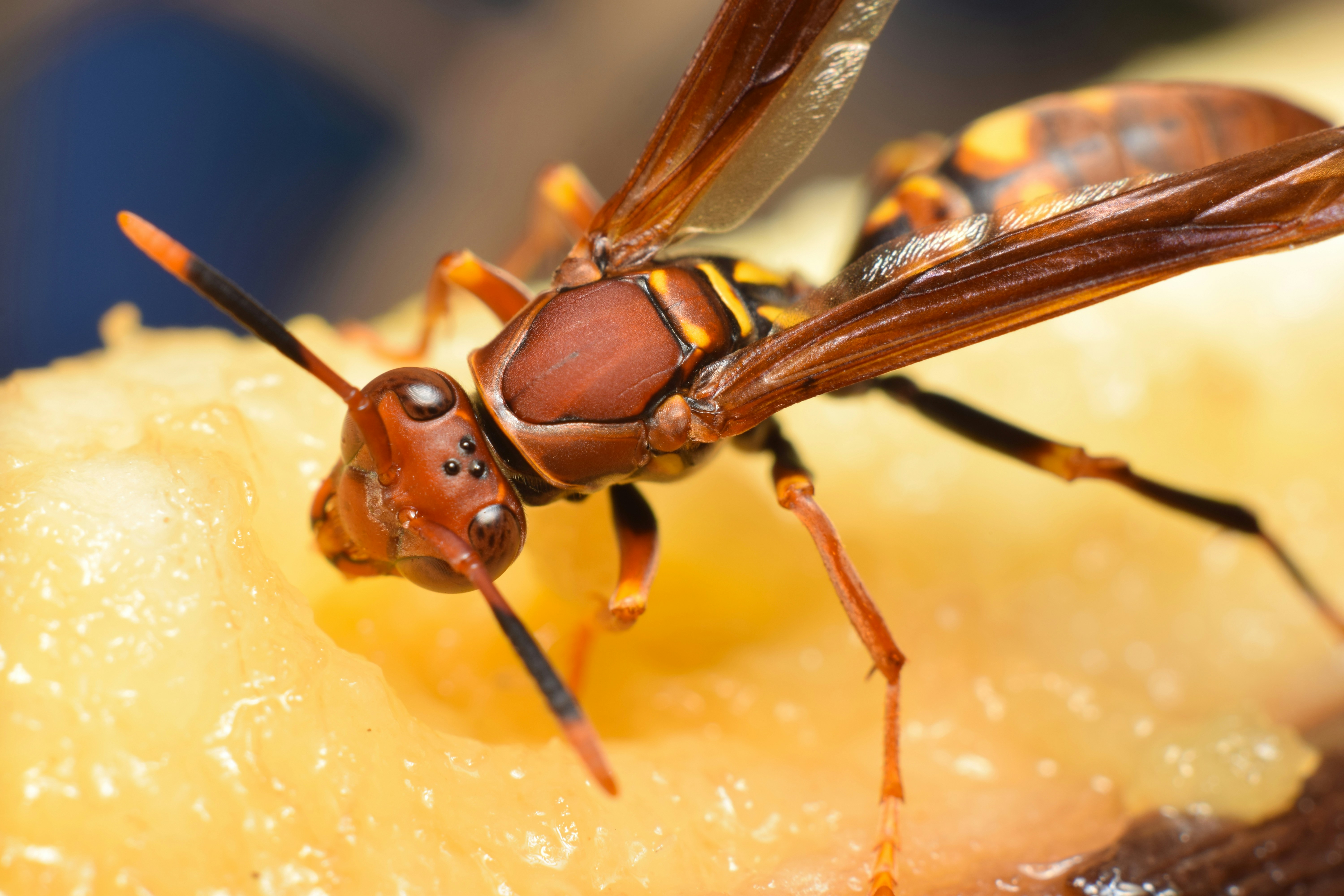 A close up of a fruit fly on a piece of fruit