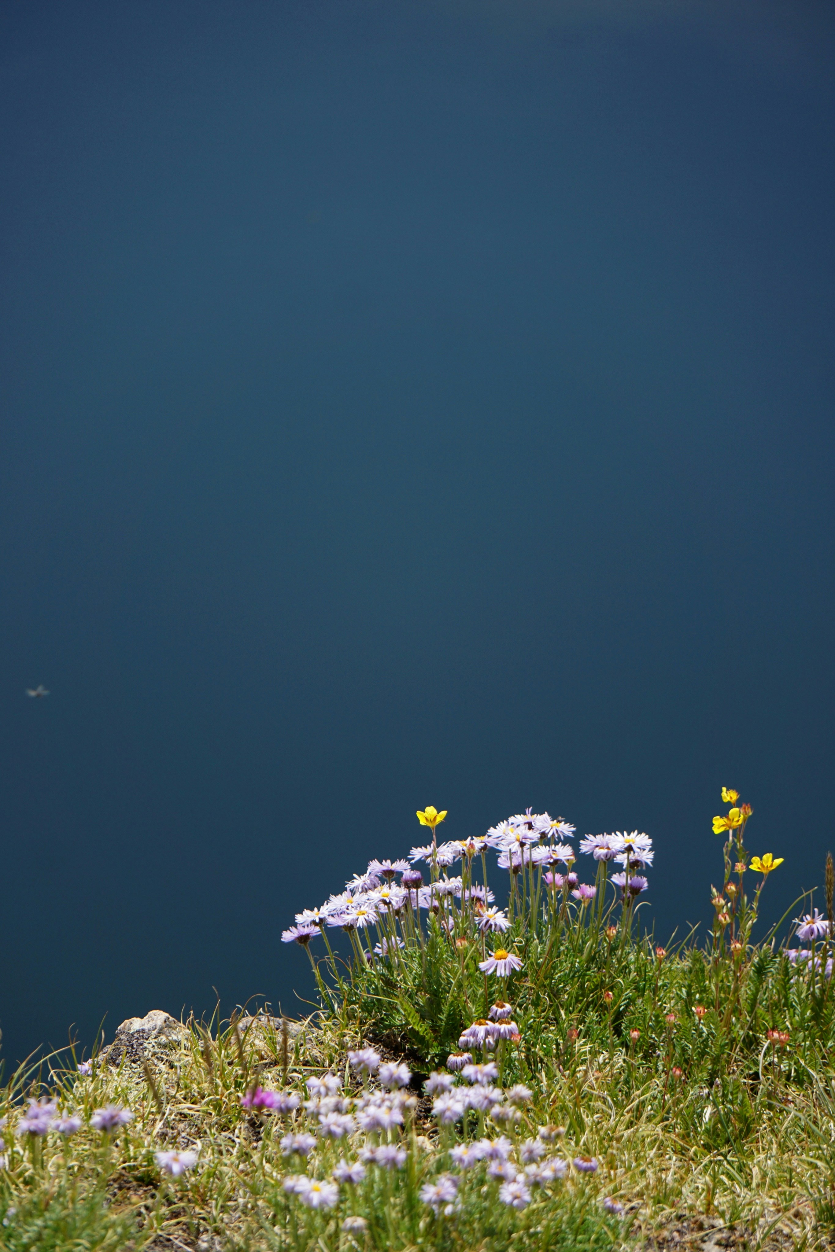 Wildflowers and other wildflowers growing on the side of a mountain