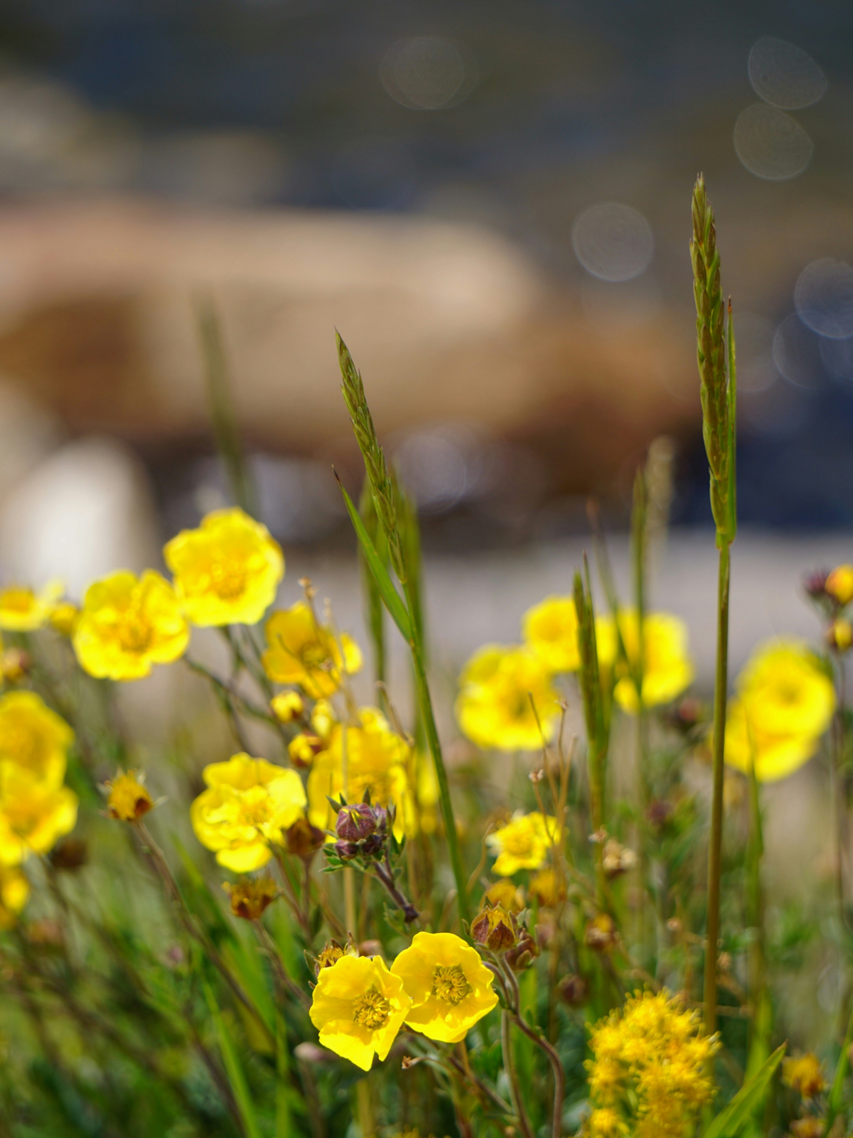 A bunch of yellow flowers in a field