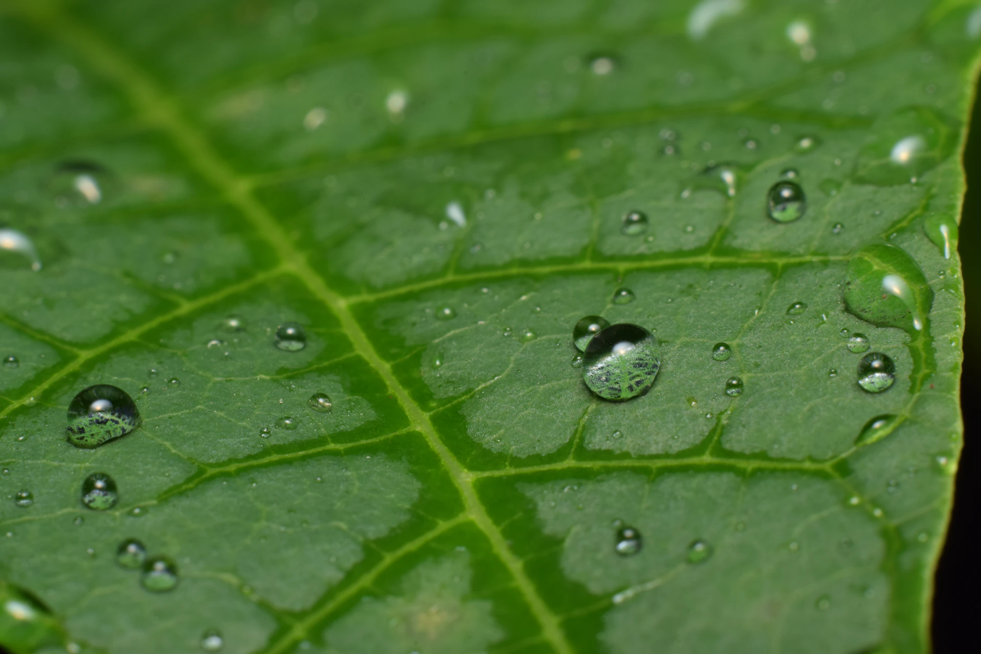 A green leaf with drops of water on it