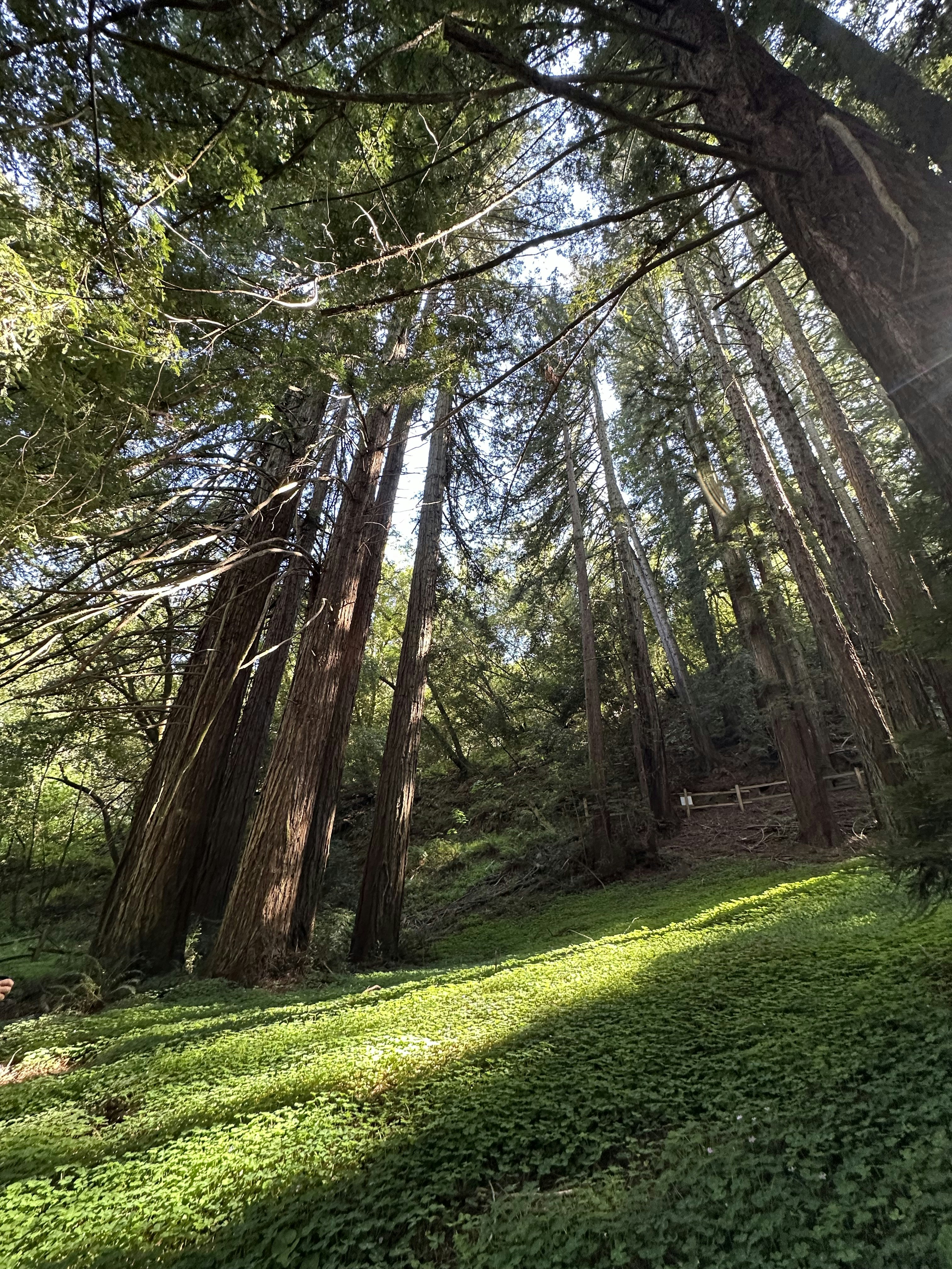 The sun shines through the trees in the forest