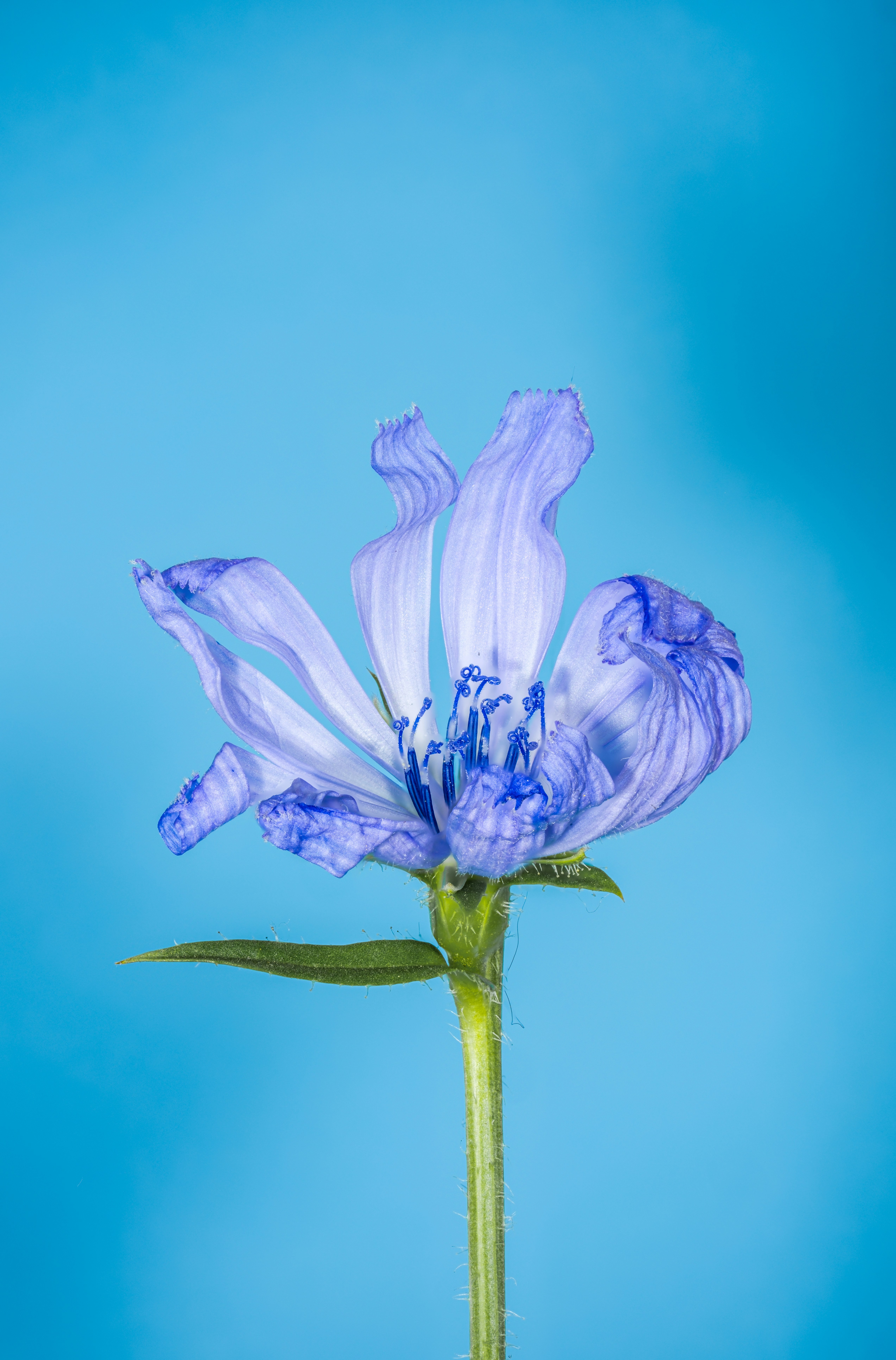 A blue flower with a green stem on a blue background