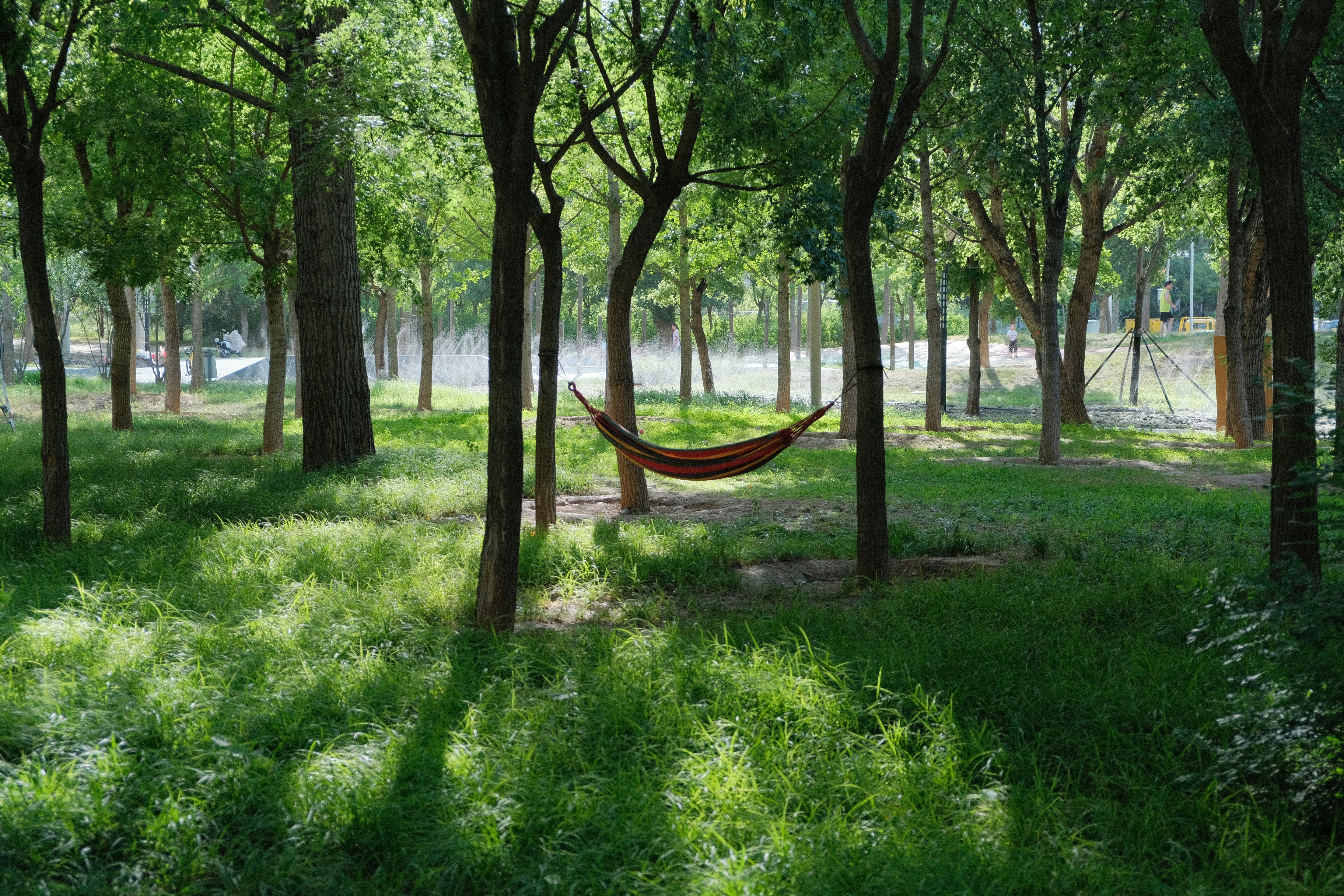 Hammock between trees, ilustrasi artikel Your Ultimate Guide to the Best Hammocks for Backyard Bliss & Backcountry Adventures 4