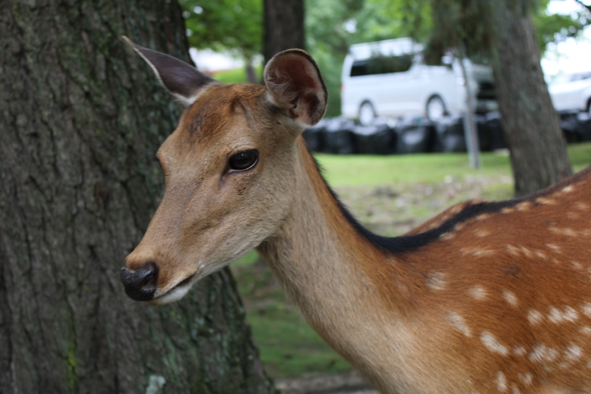 나라 사슴공원