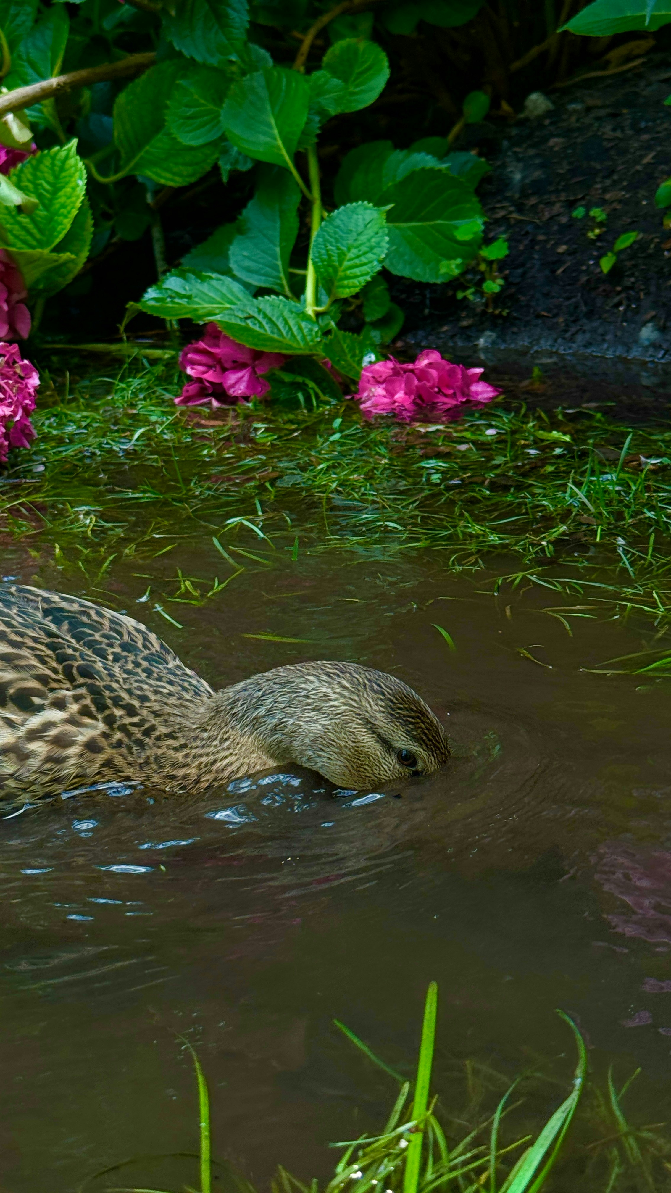 A duck swimming in a pond with pink flowers