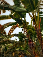 A banana tree filled with lots of green bananas