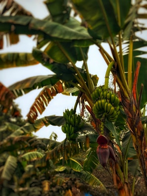 A banana tree filled with lots of green bananas