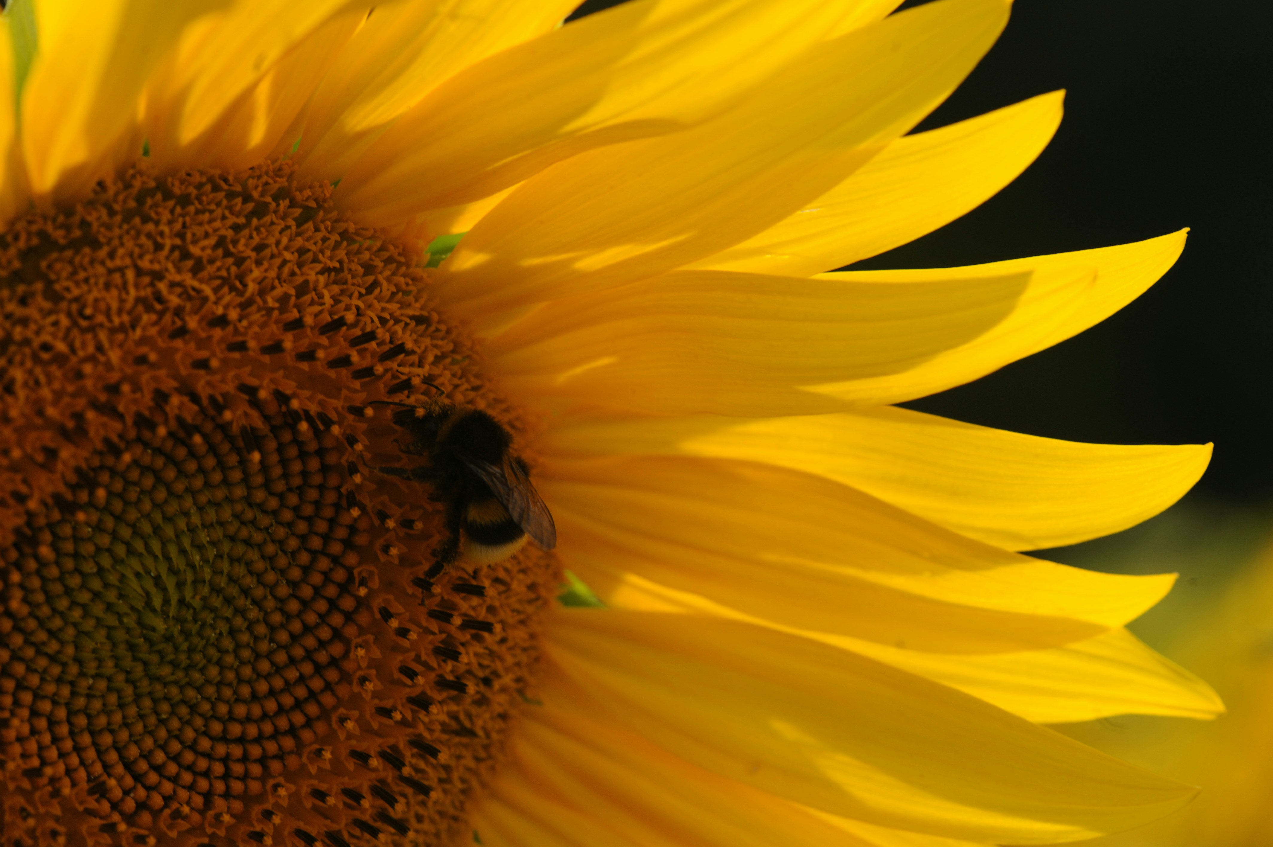 Photo by janes1234567j