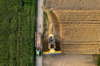 An aerial view of a tractor in a corn field