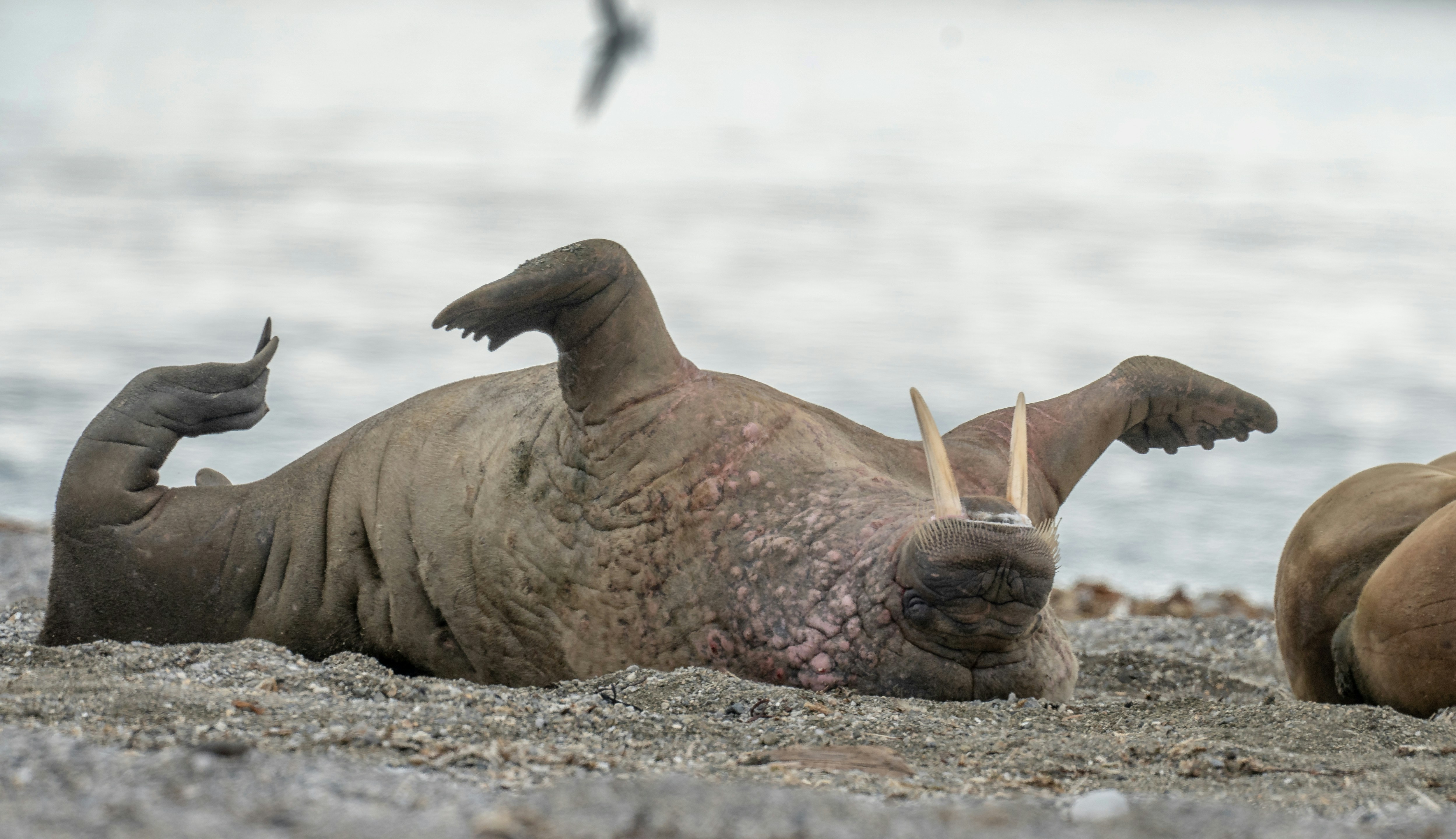 Копии люксовых брендов-breguetзеркальнаякопиямонетногокошелька