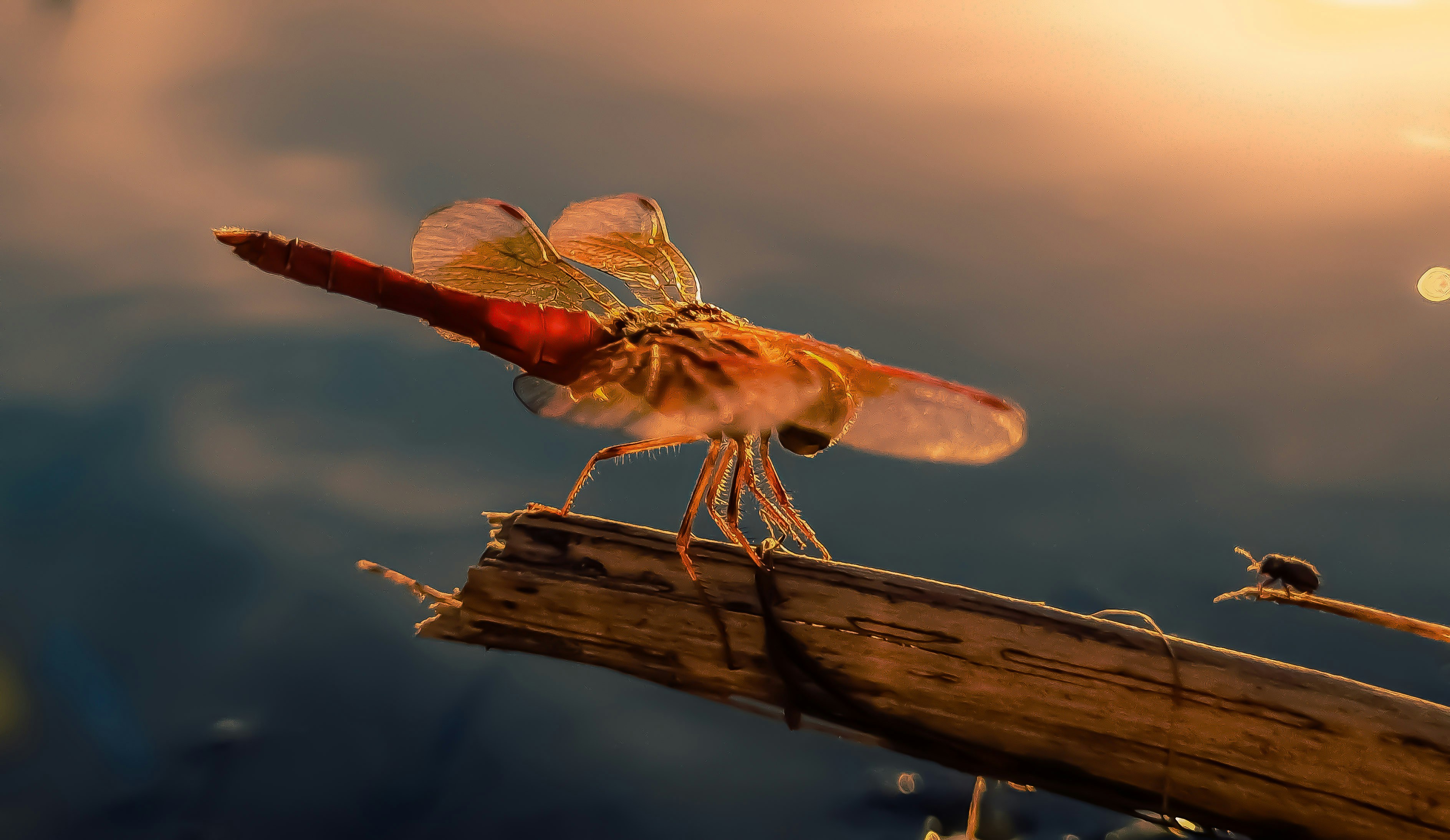 Charming Nature's artistry in Golden hour